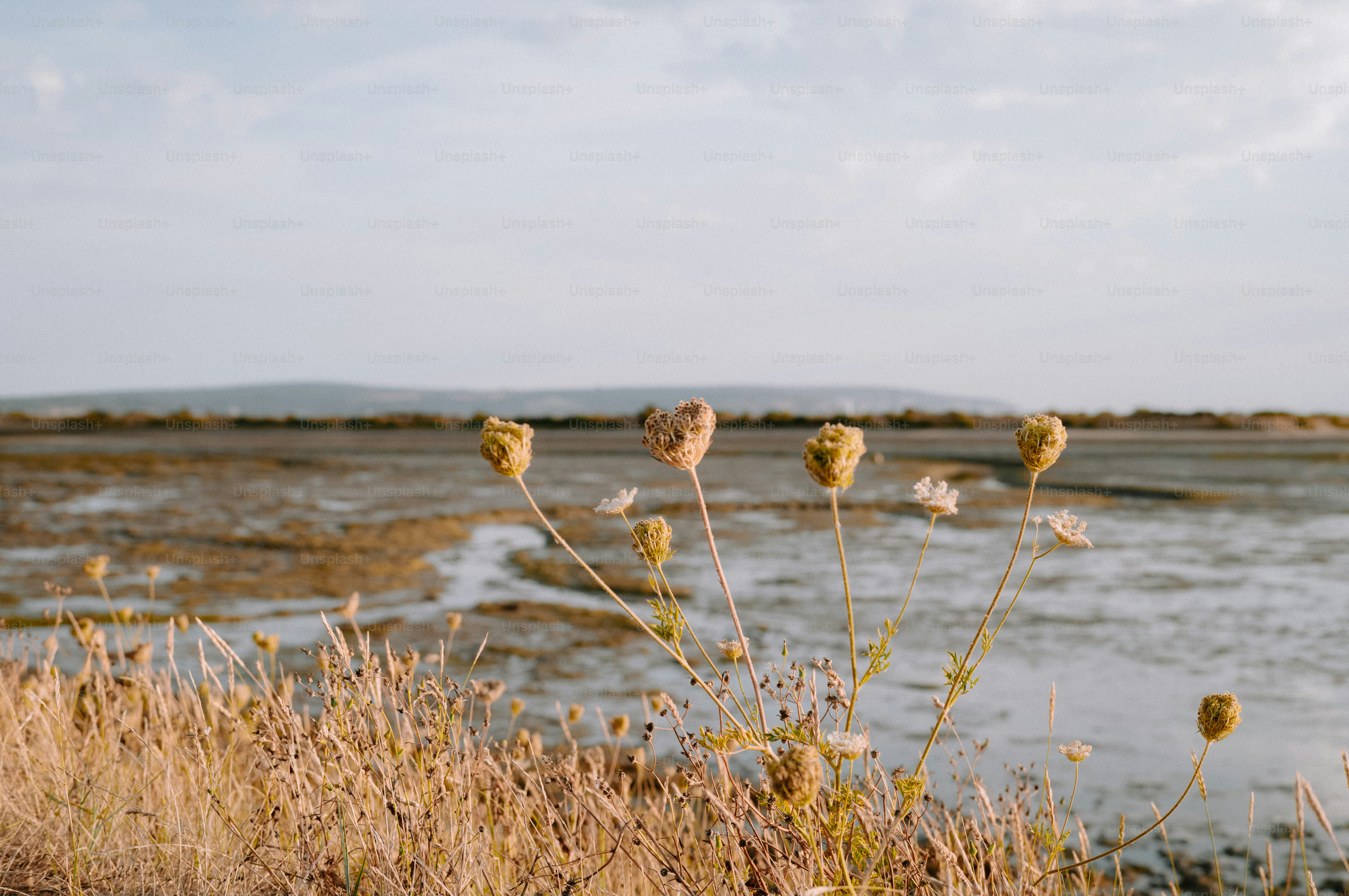 Dried wildflowers on a grassy bank overlooking a tidal mudflat at low tide