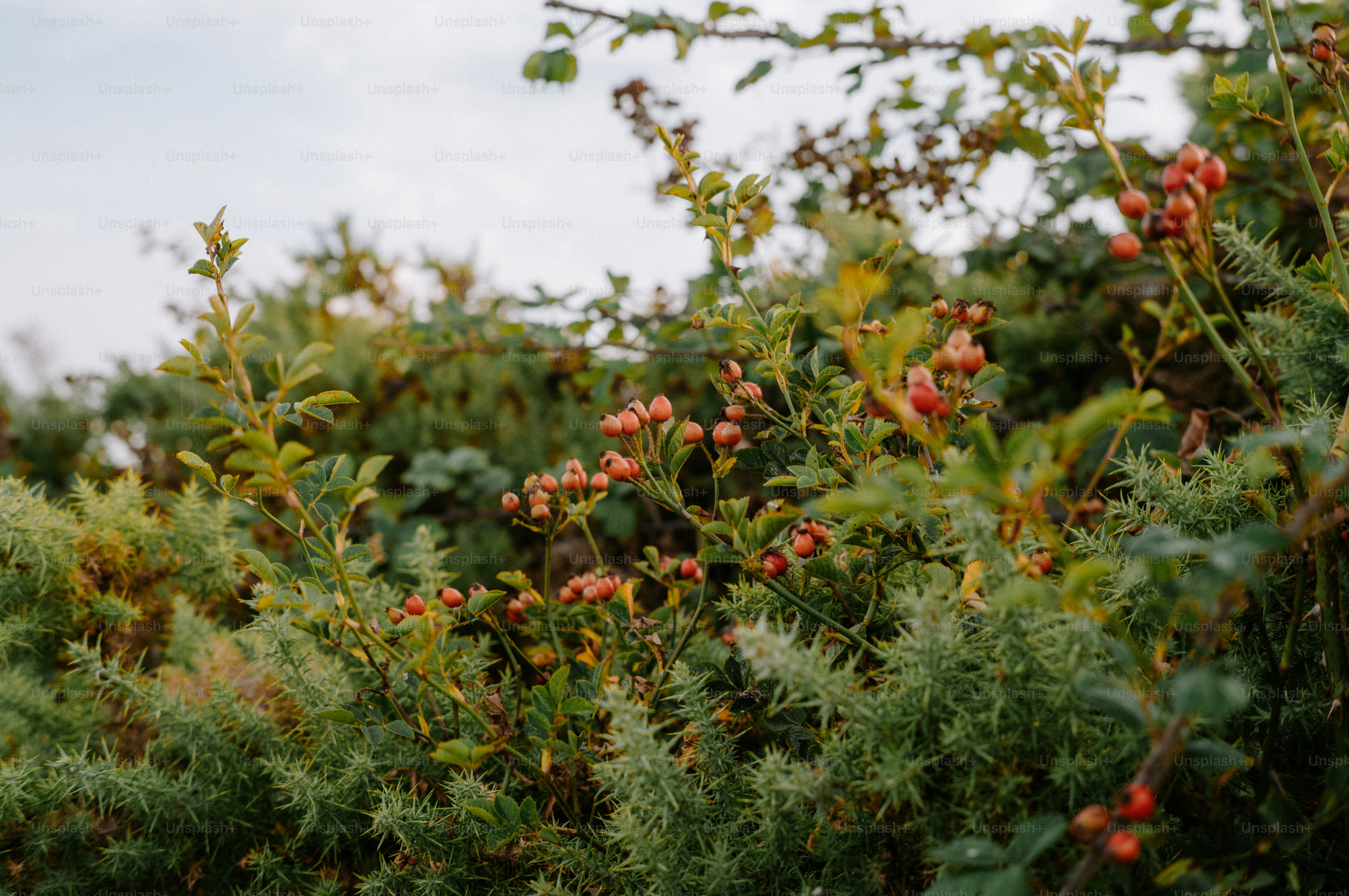 Small red rose hips growing on a thorny green bush
