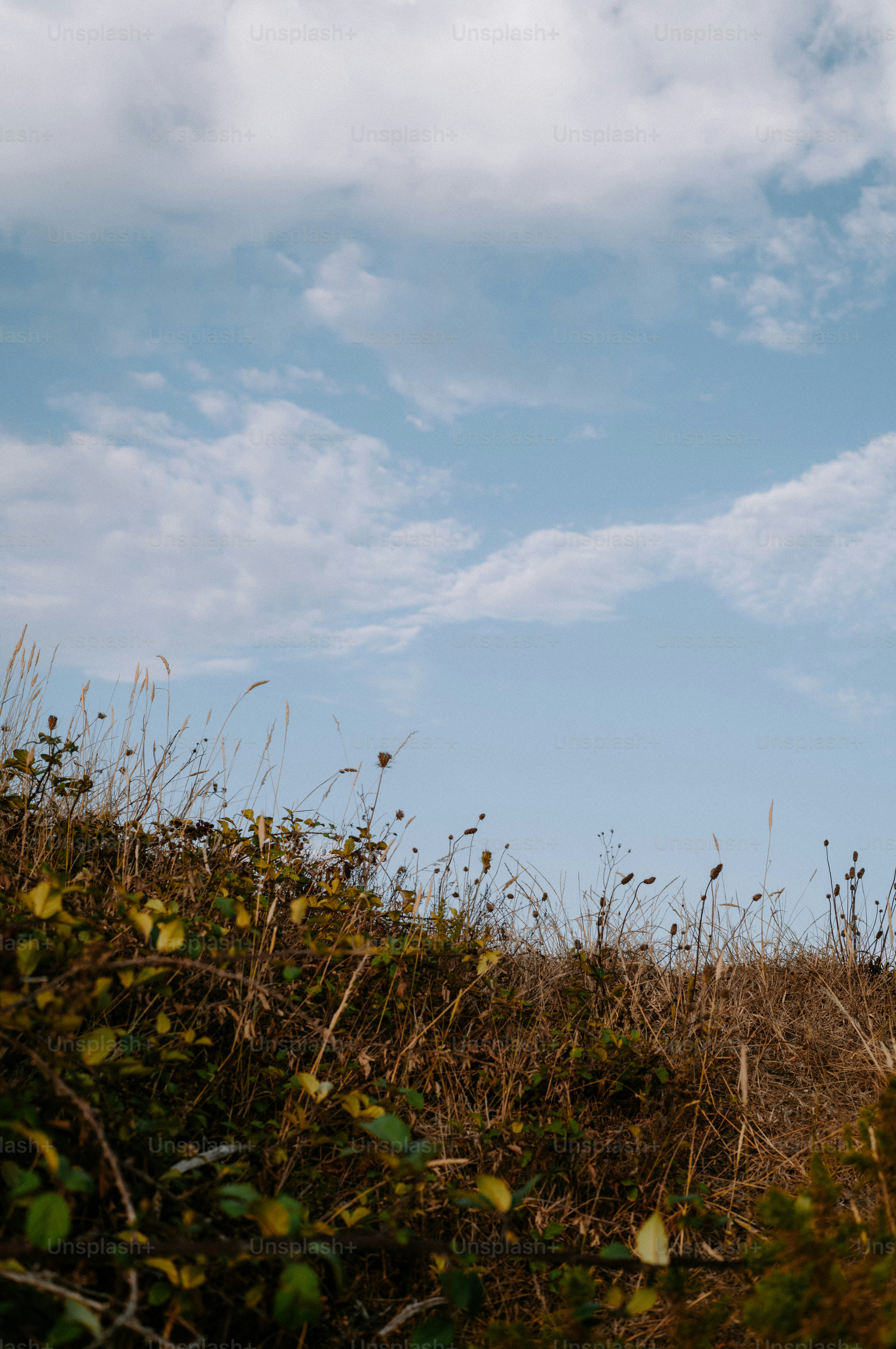 Dry grass and green leaves on a hillside under a blue cloudy sky