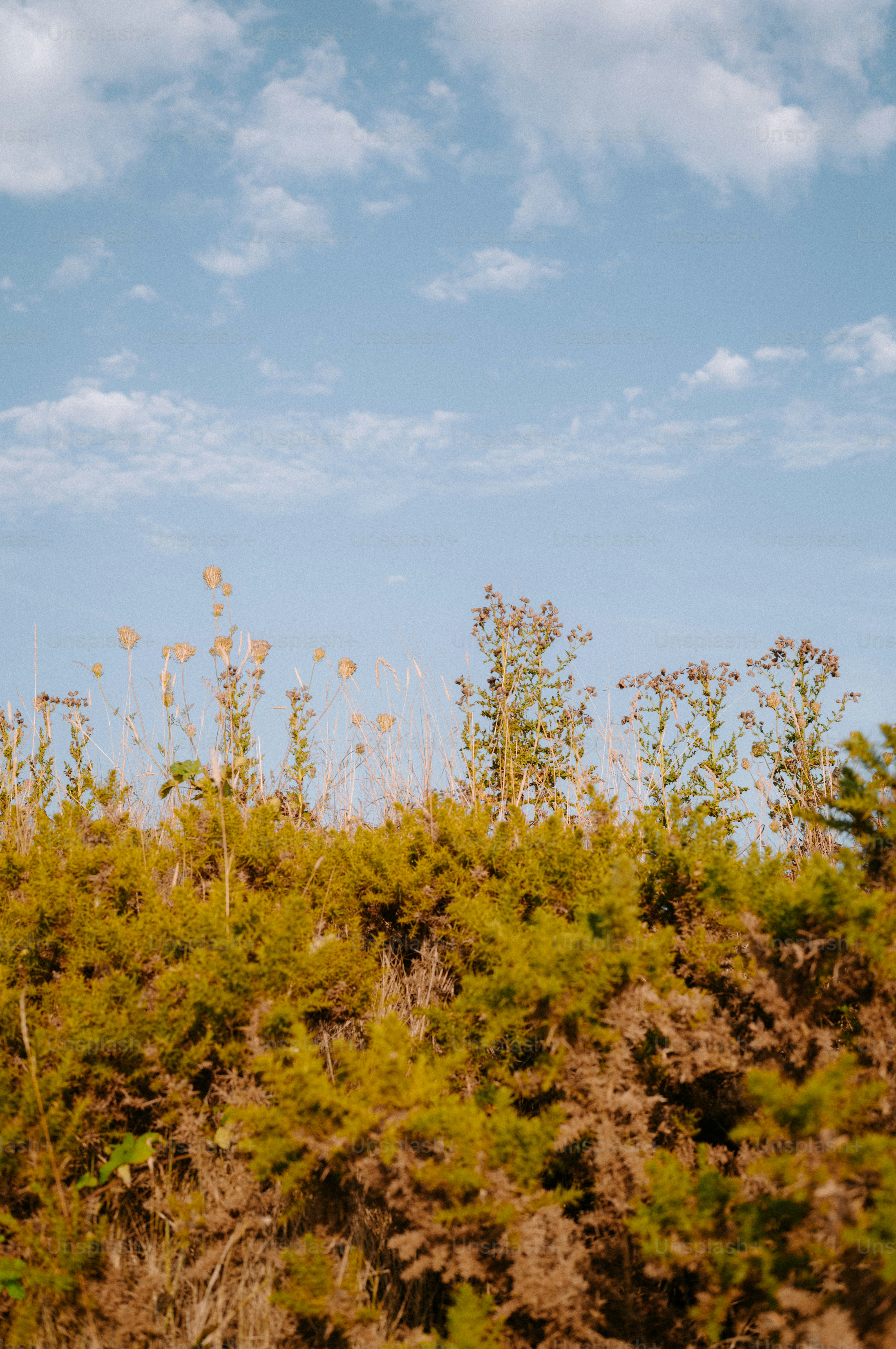 Wildflowers and green shrubs against a light blue sky with scattered clouds