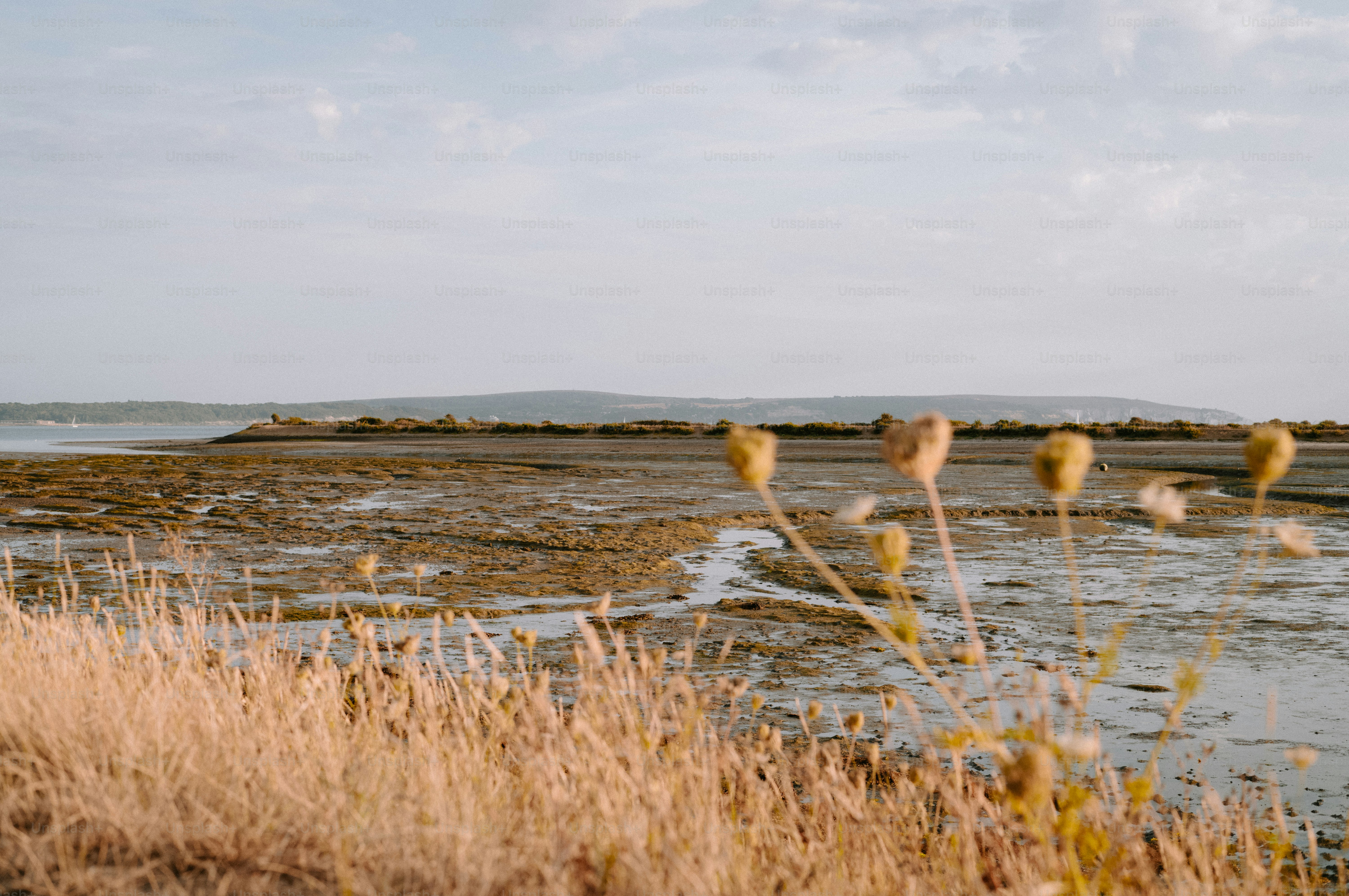 Dried grasses in the foreground overlooking a vast tidal mudflat at low tide