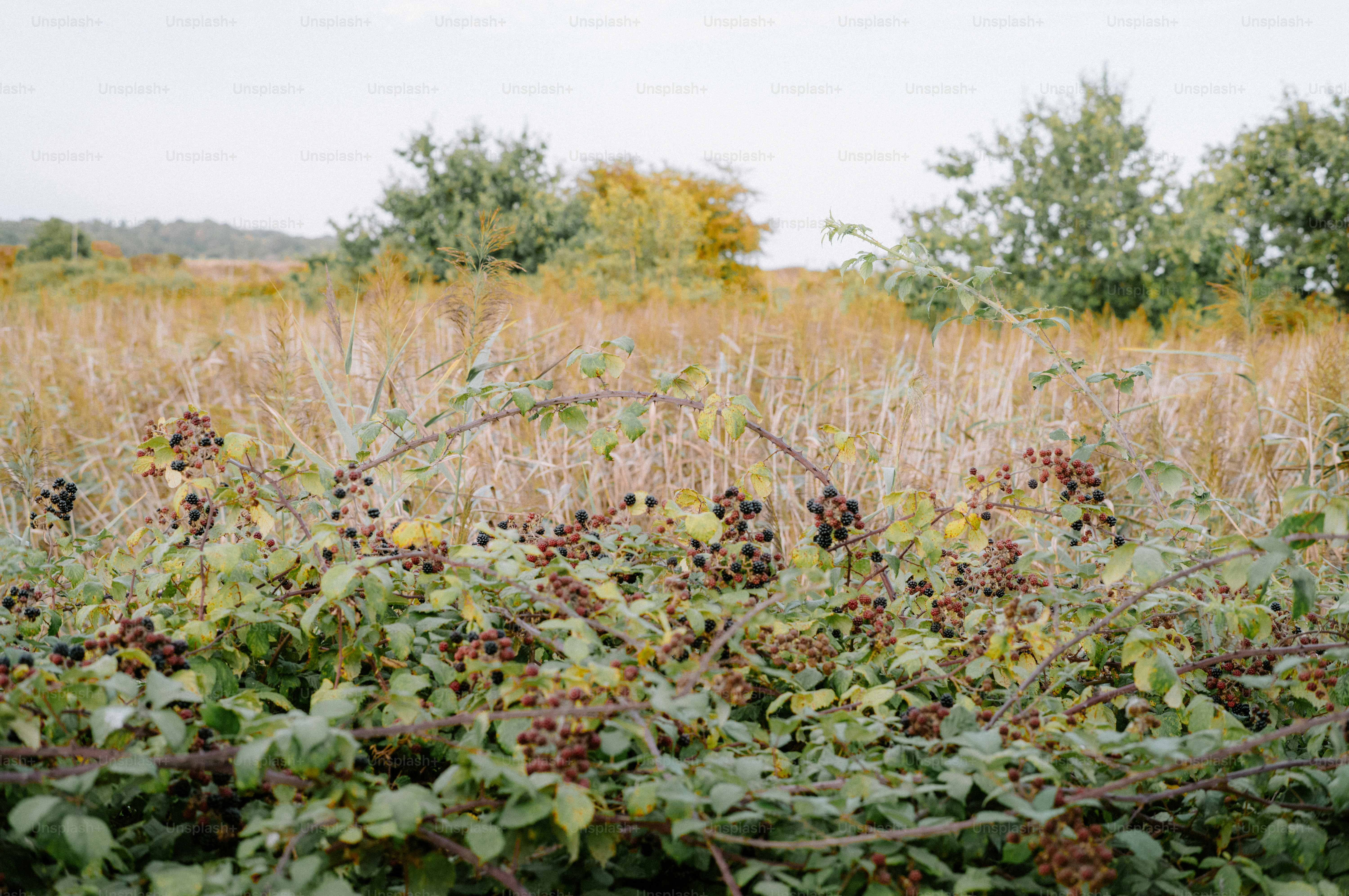 Blackberries ripening on thorny vines in a field of tall dry grass
