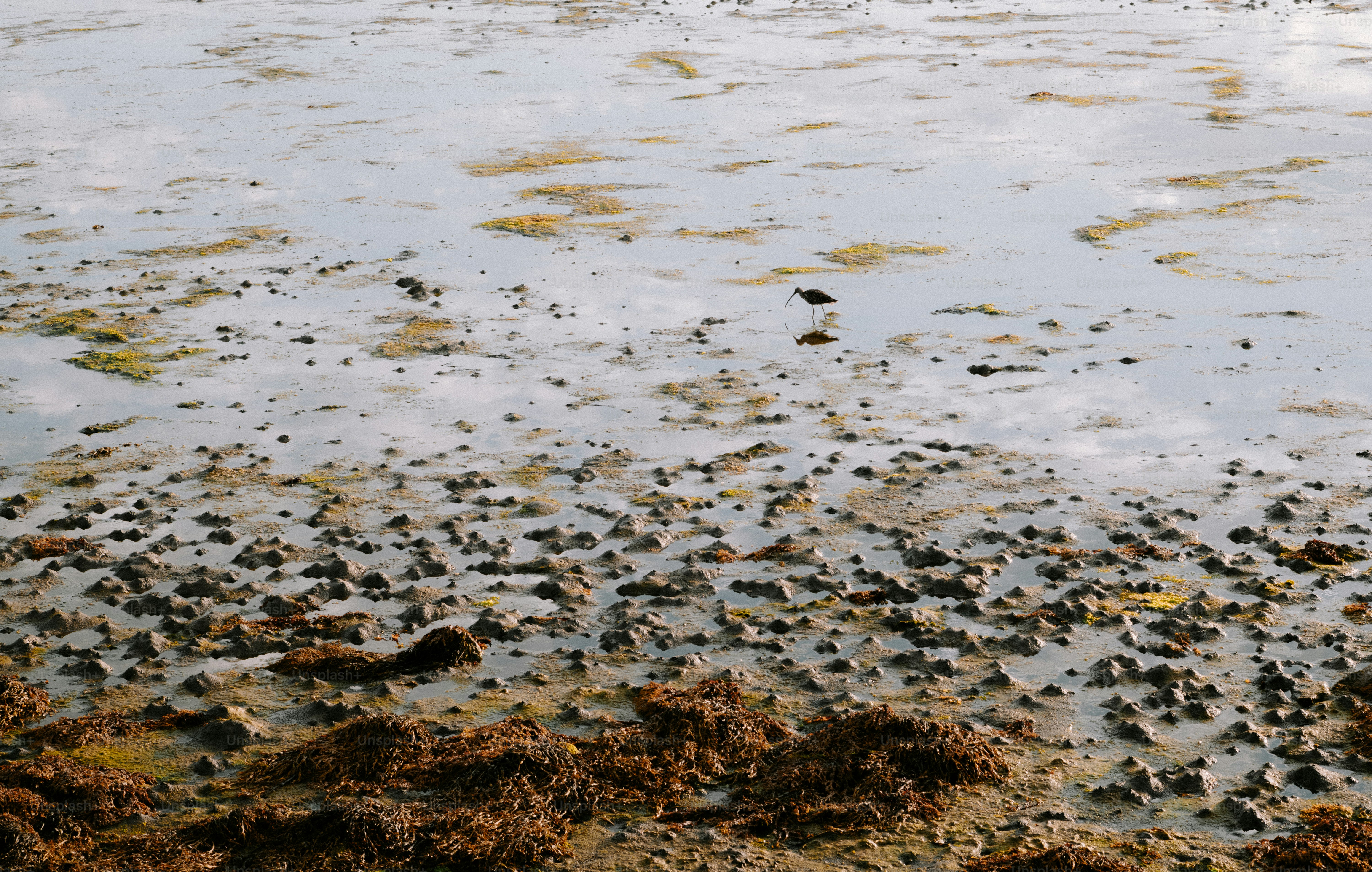 A lone bird wading in shallow water on a muddy tidal flat