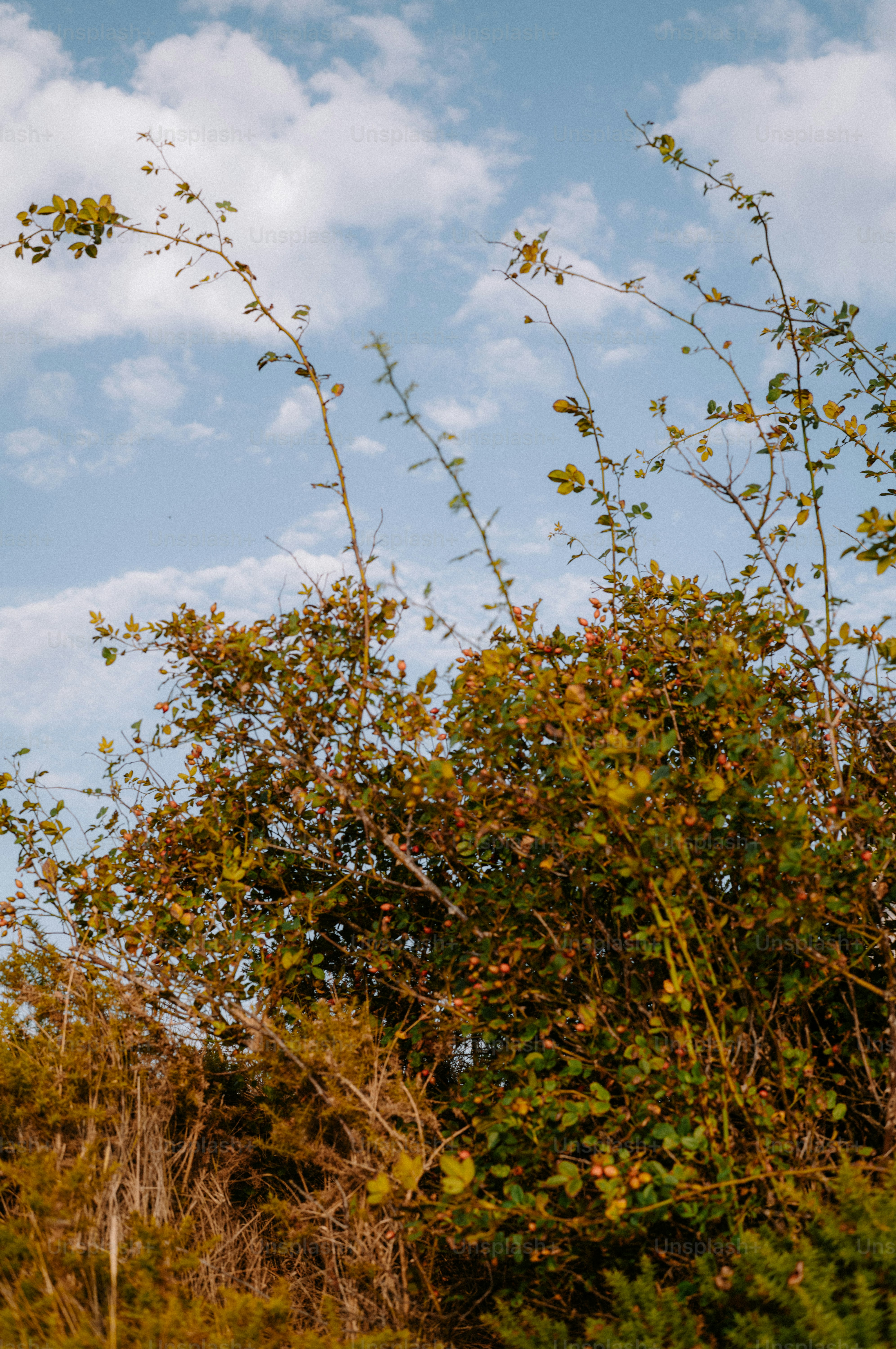 A wild rose bush with small red hips against a blue cloudy sky