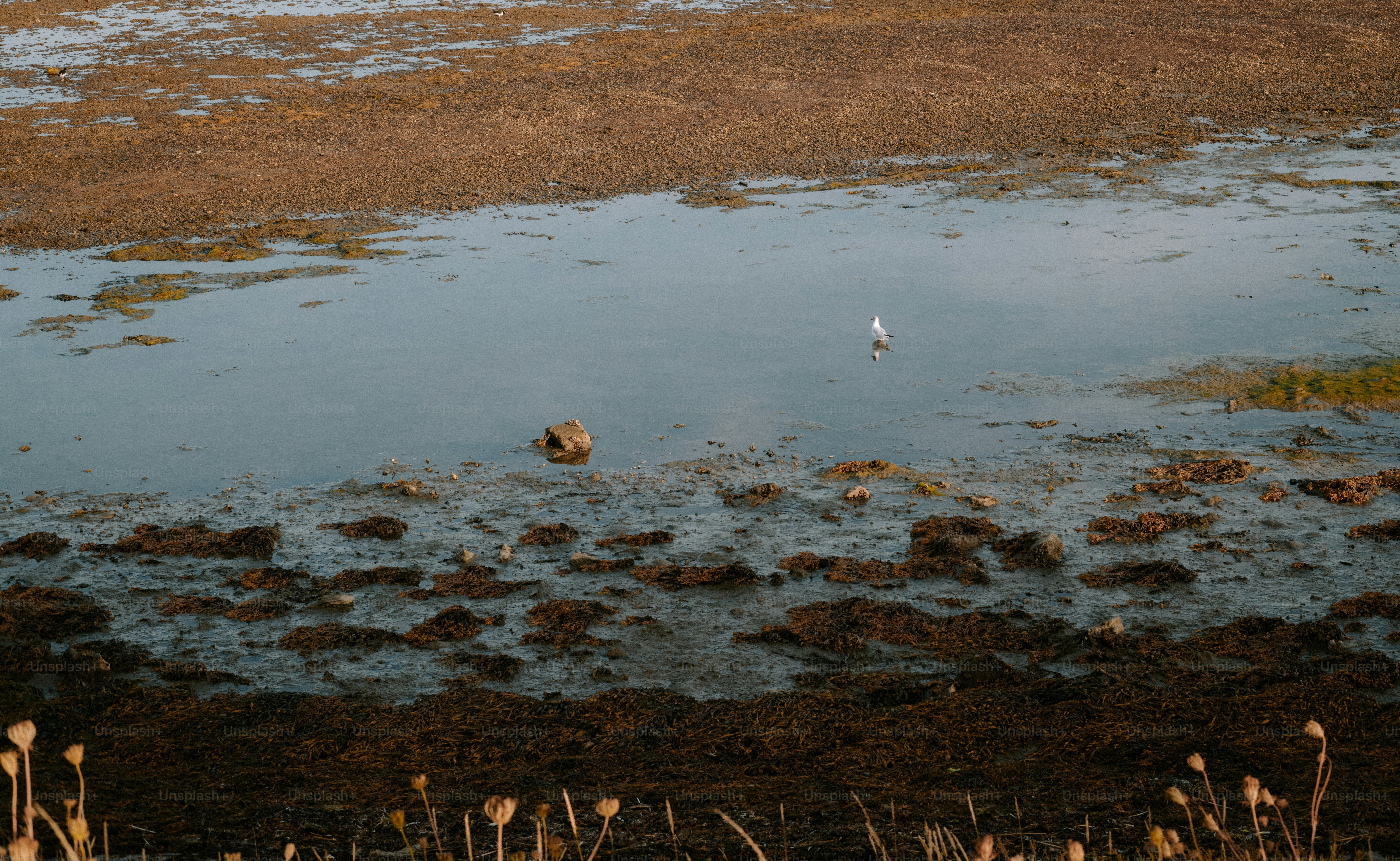 A lone seagull standing in a shallow tidal pool surrounded by mud and seaweed