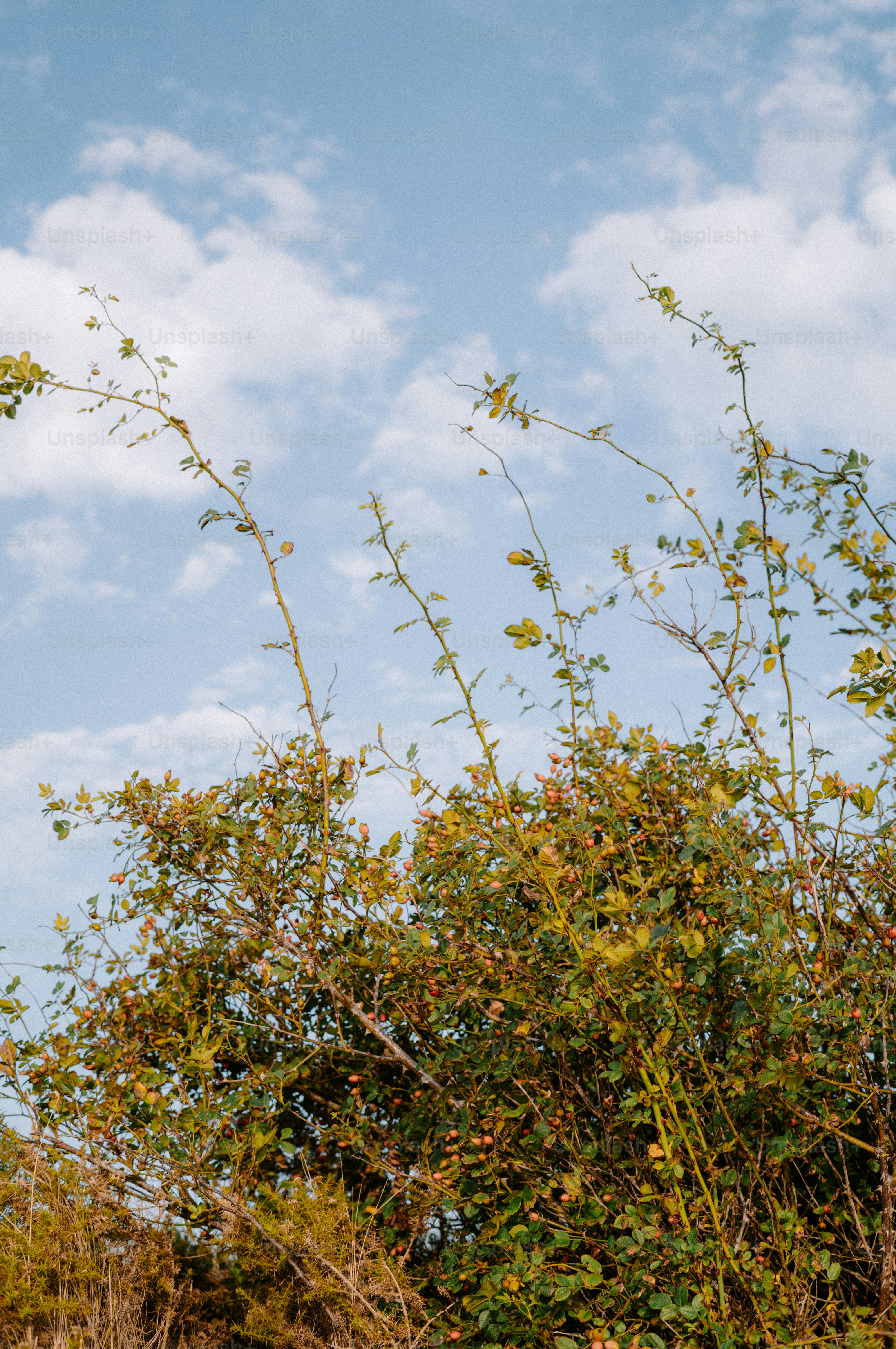 A wild rose bush with small red hips against a blue sky