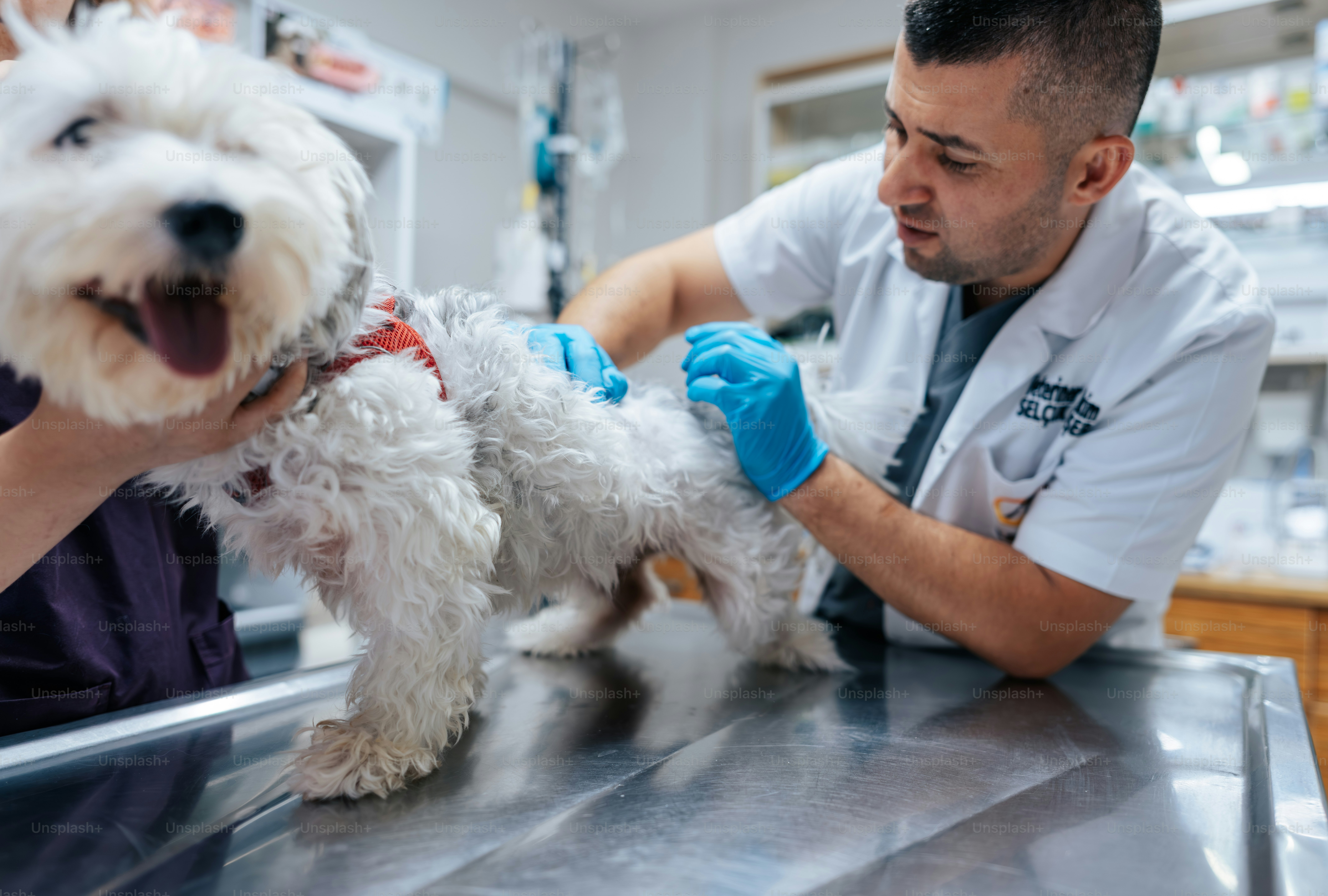 A veterinarian in a white coat examining a small white dog on a table