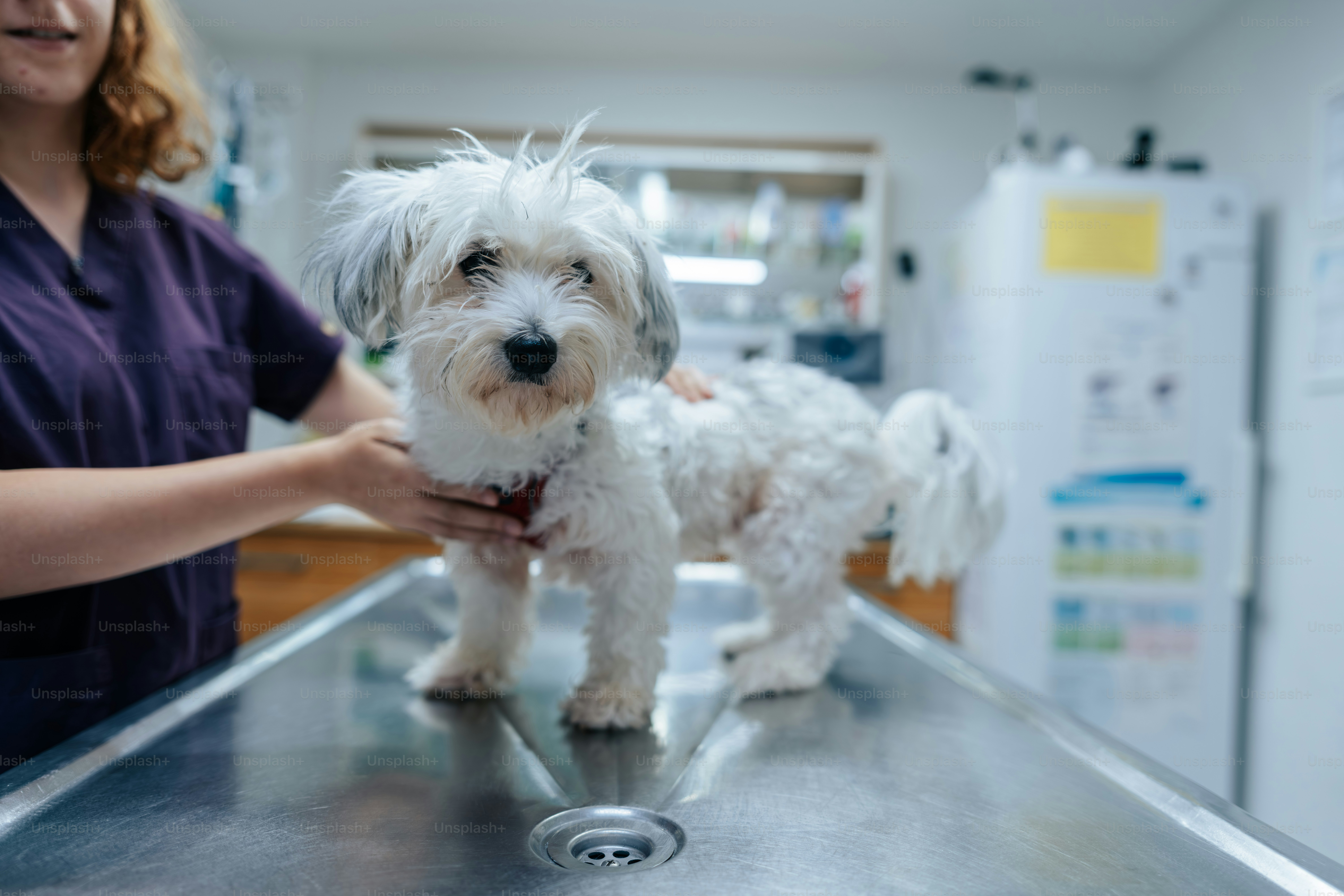 A person in purple scrubs examining a small white dog on a metal table