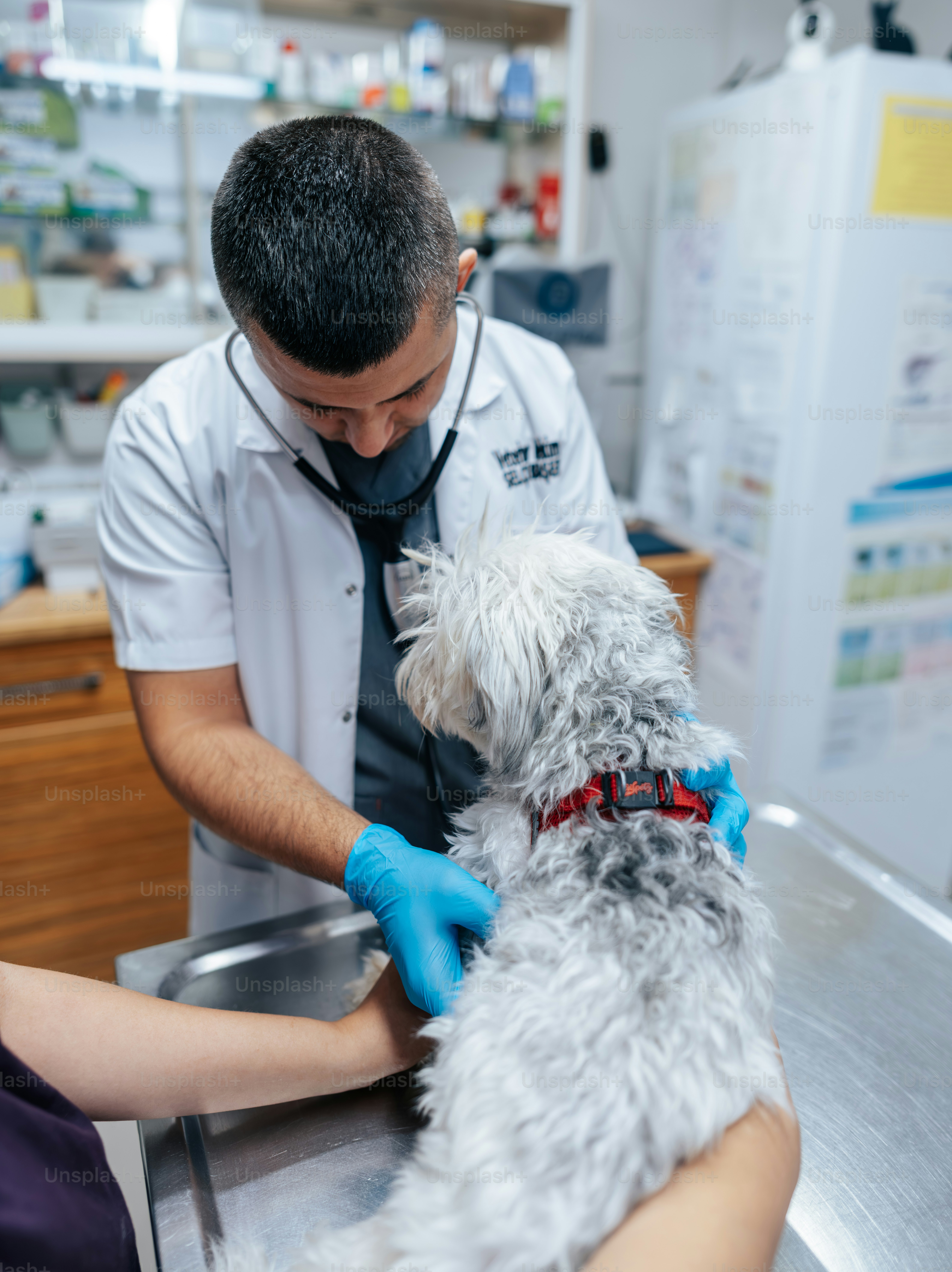 A veterinarian in a white coat examining a small white dog on a table