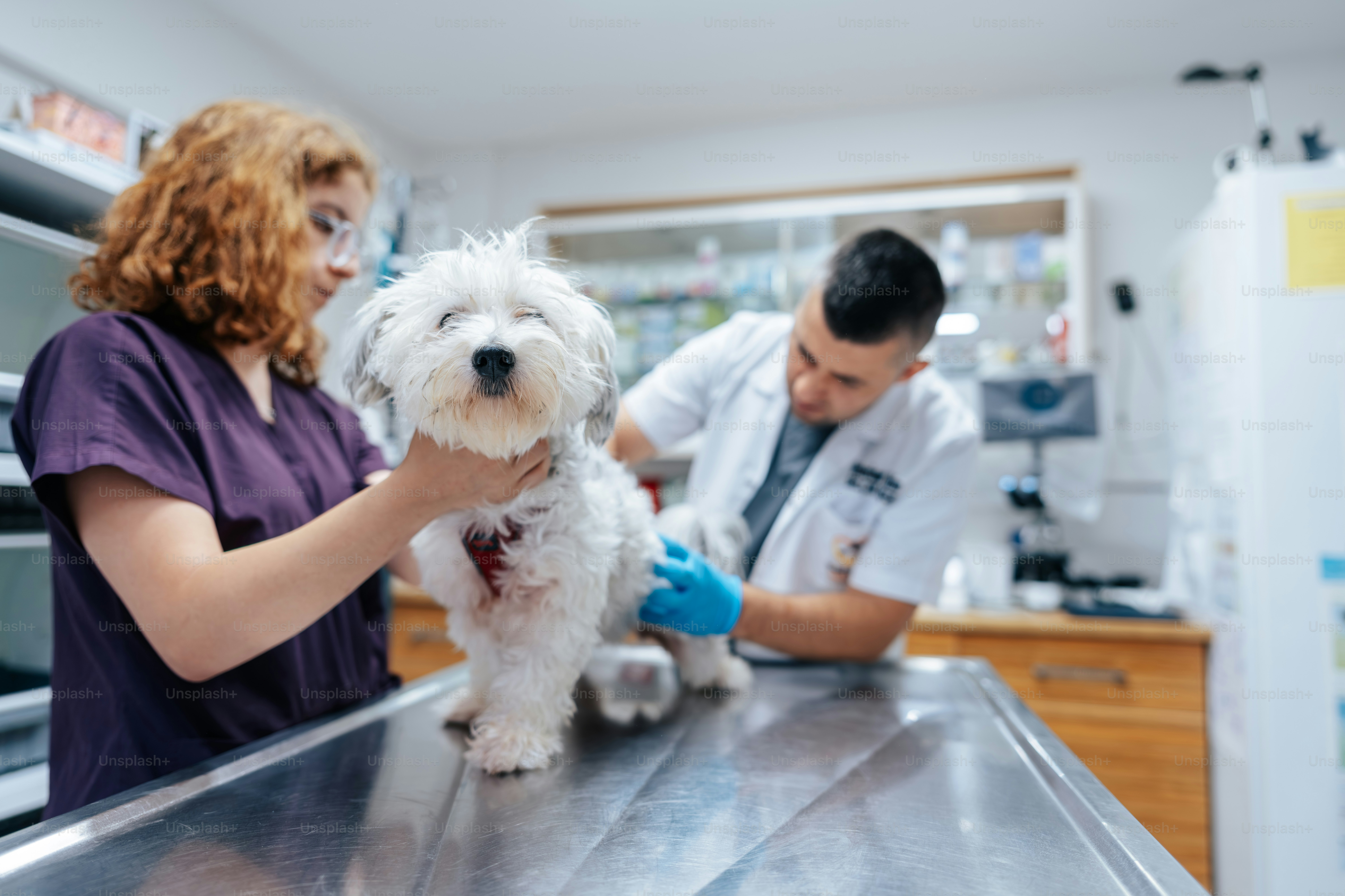 A veterinarian and an assistant examining a small white dog in a clinic