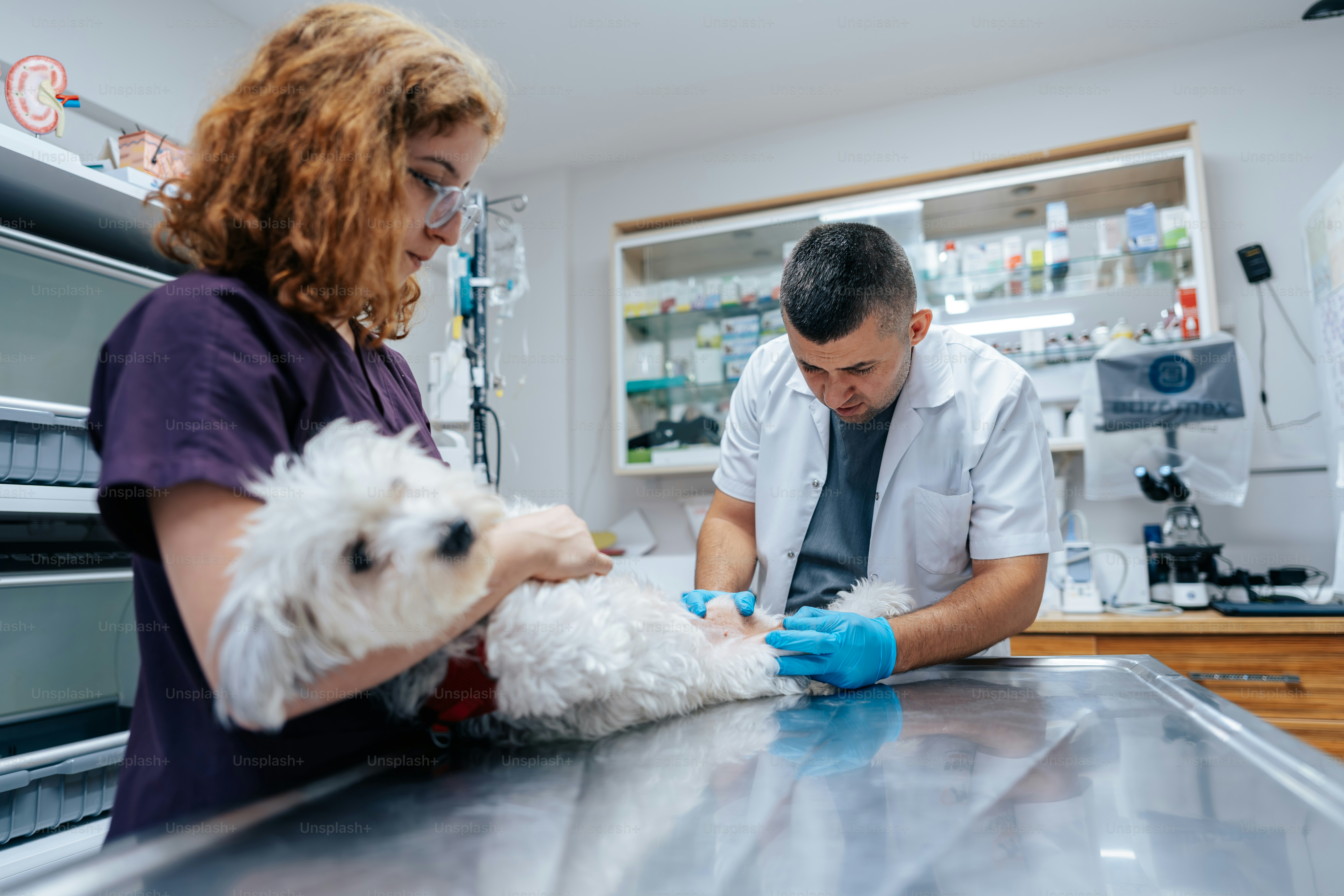 A veterinarian and an assistant examining a small white dog on a metal table