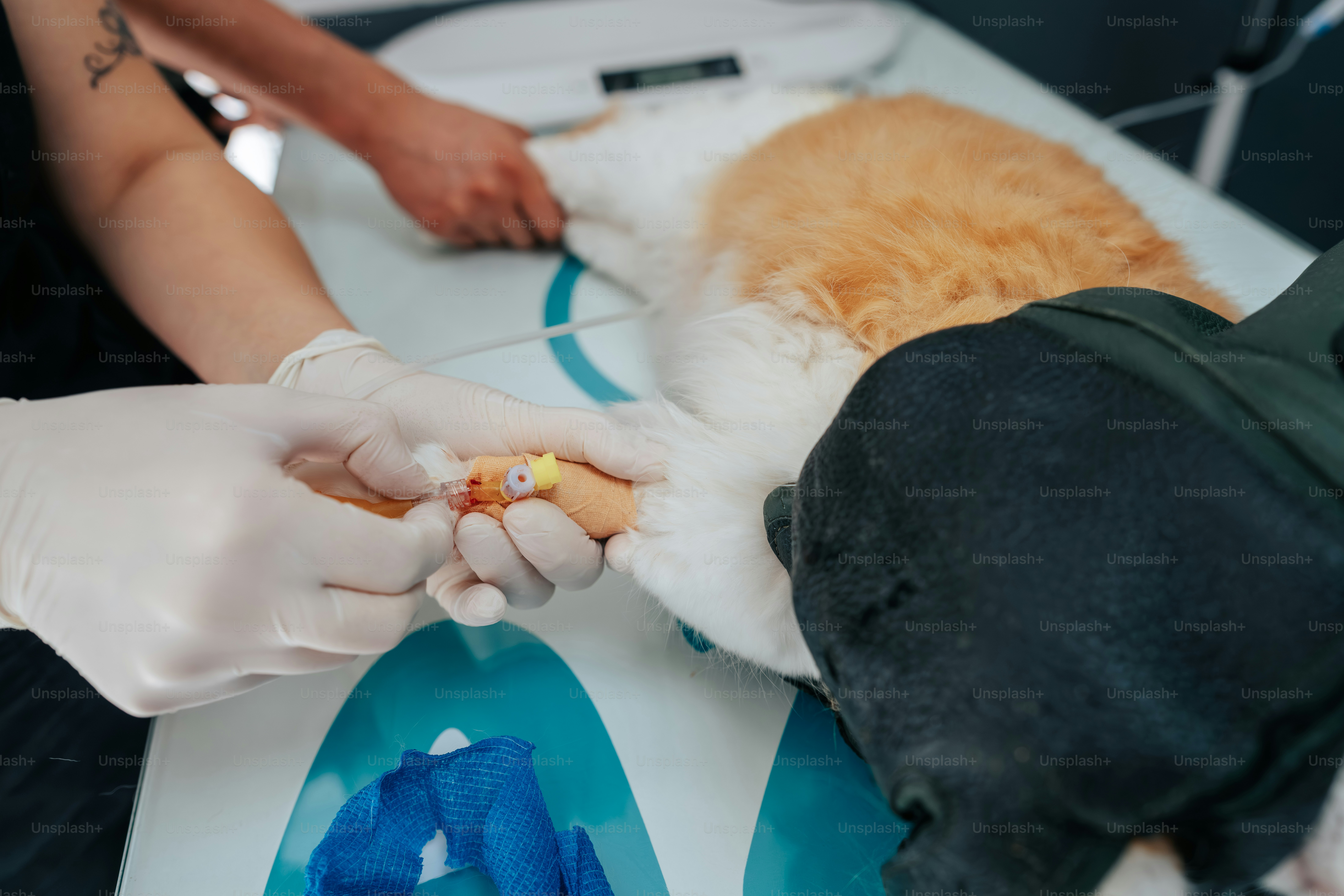 A veterinarian in gloves inserting an intravenous catheter into a cat's paw
