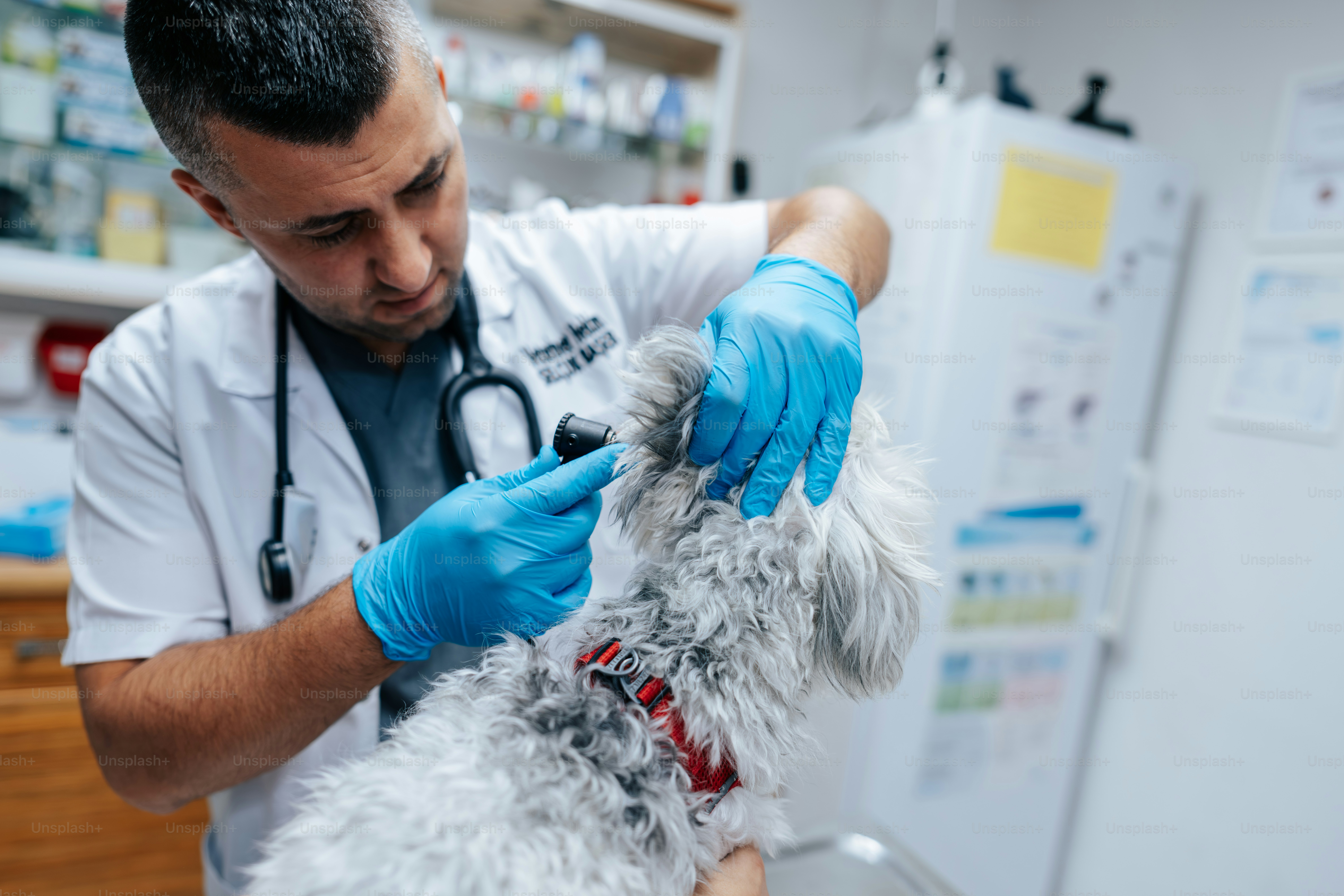 A veterinarian in a white coat using an otoscope to examine a dog ear