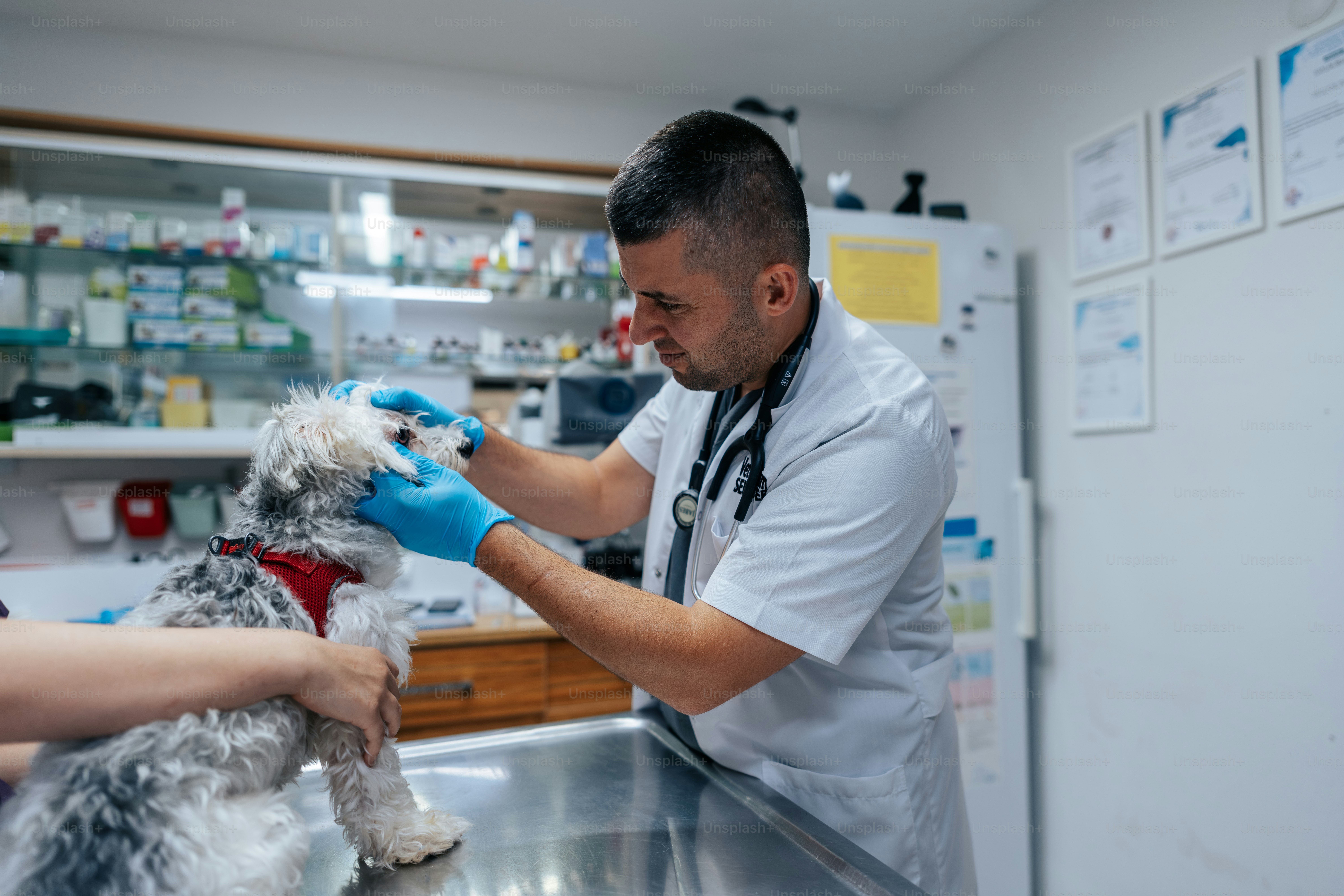 A veterinarian in a white coat examining a small dog in a clinic