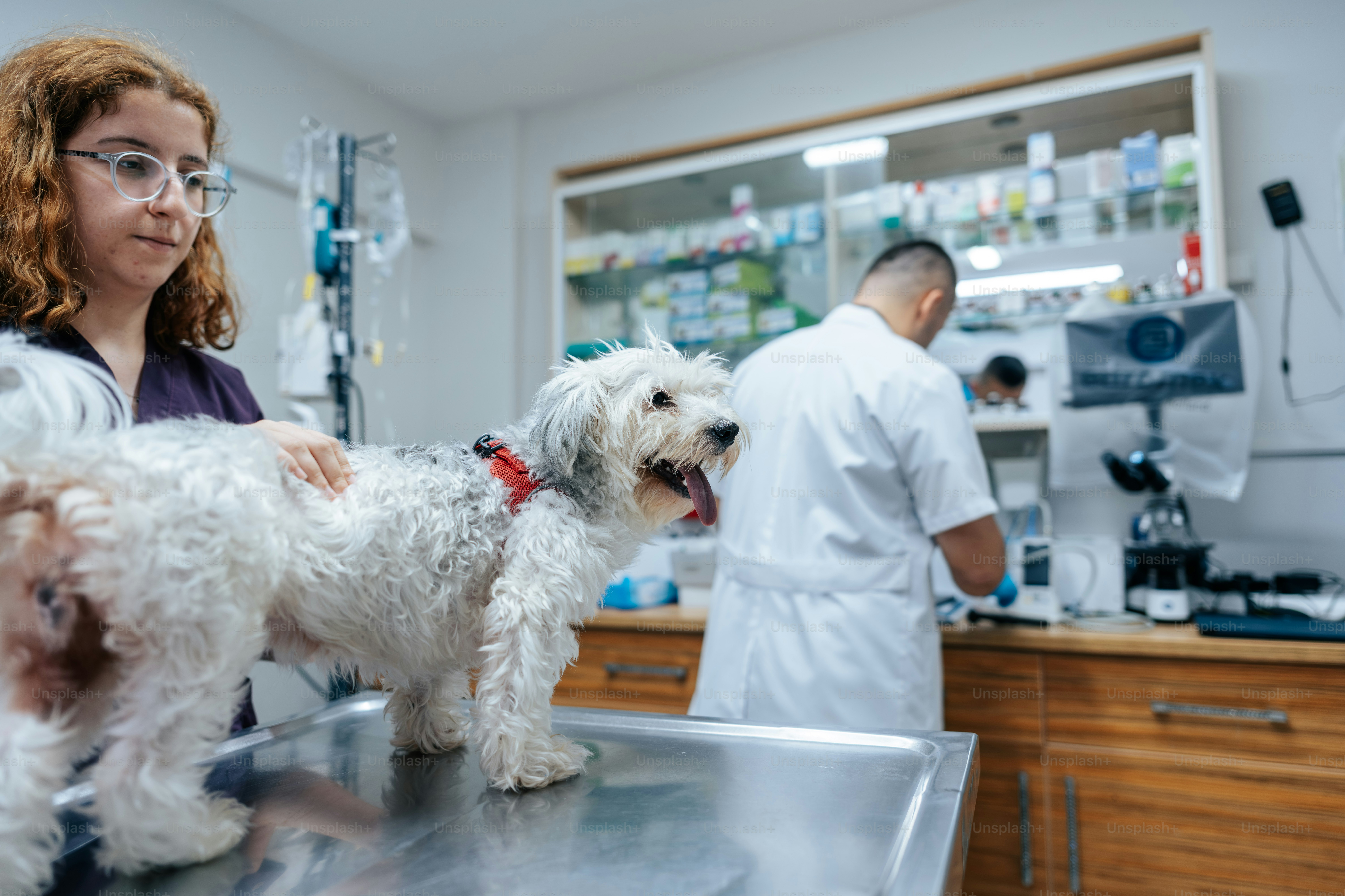 A woman examining a small white dog on a metal table in a clinic
