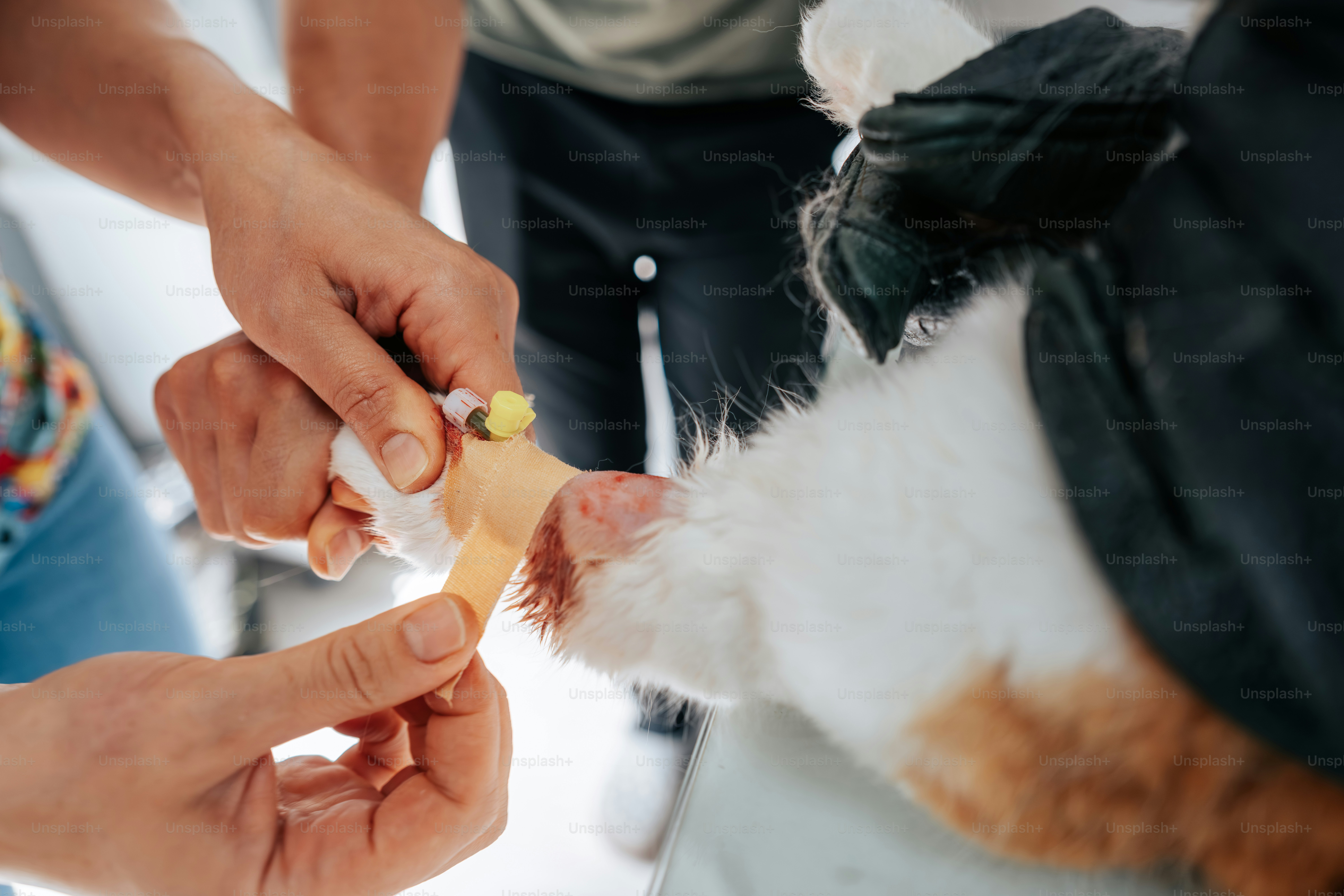 Veterinarian securing a bandage on a cat paw with an intravenous catheter