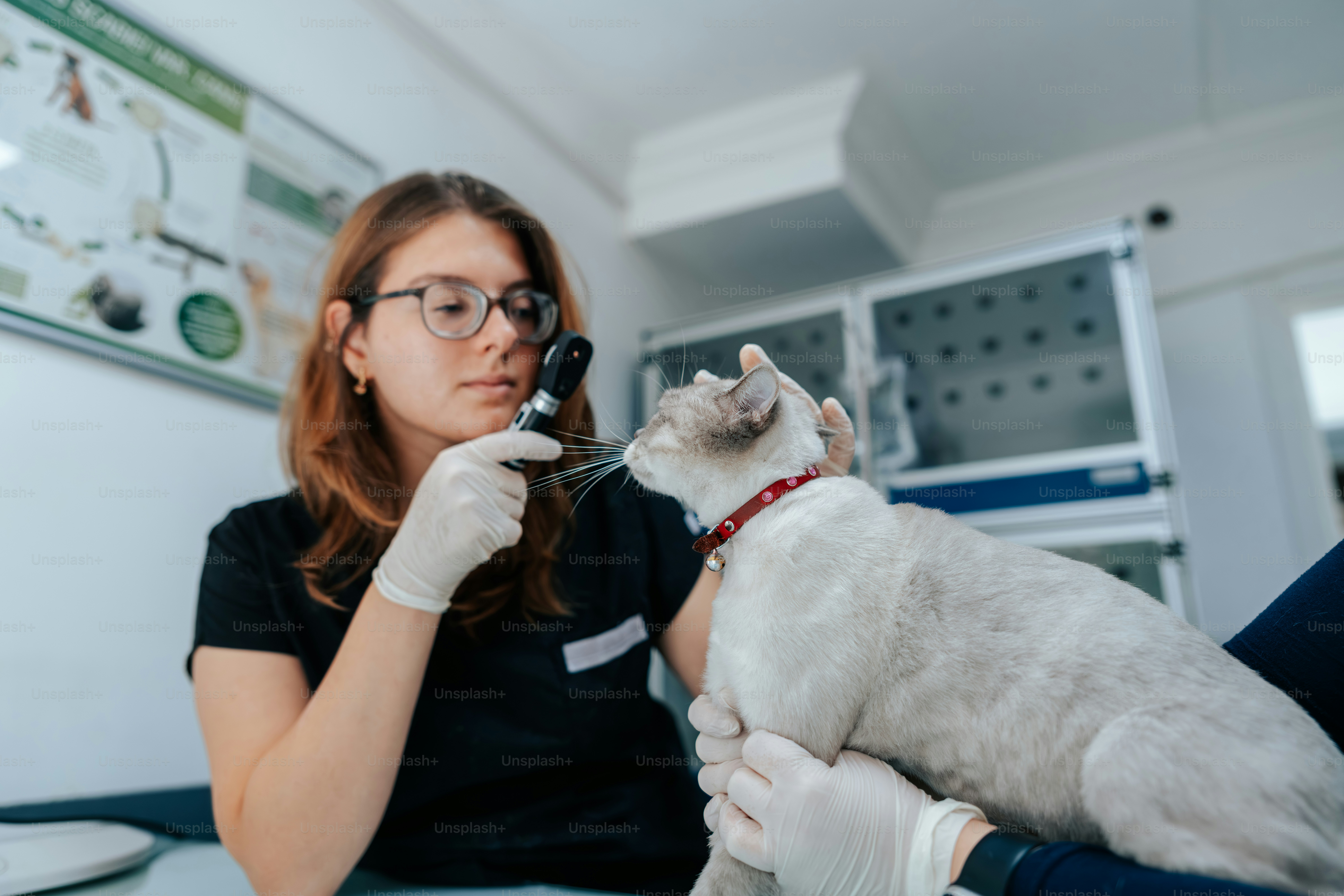 A veterinarian examining a cat with an ophthalmoscope in a clinic
