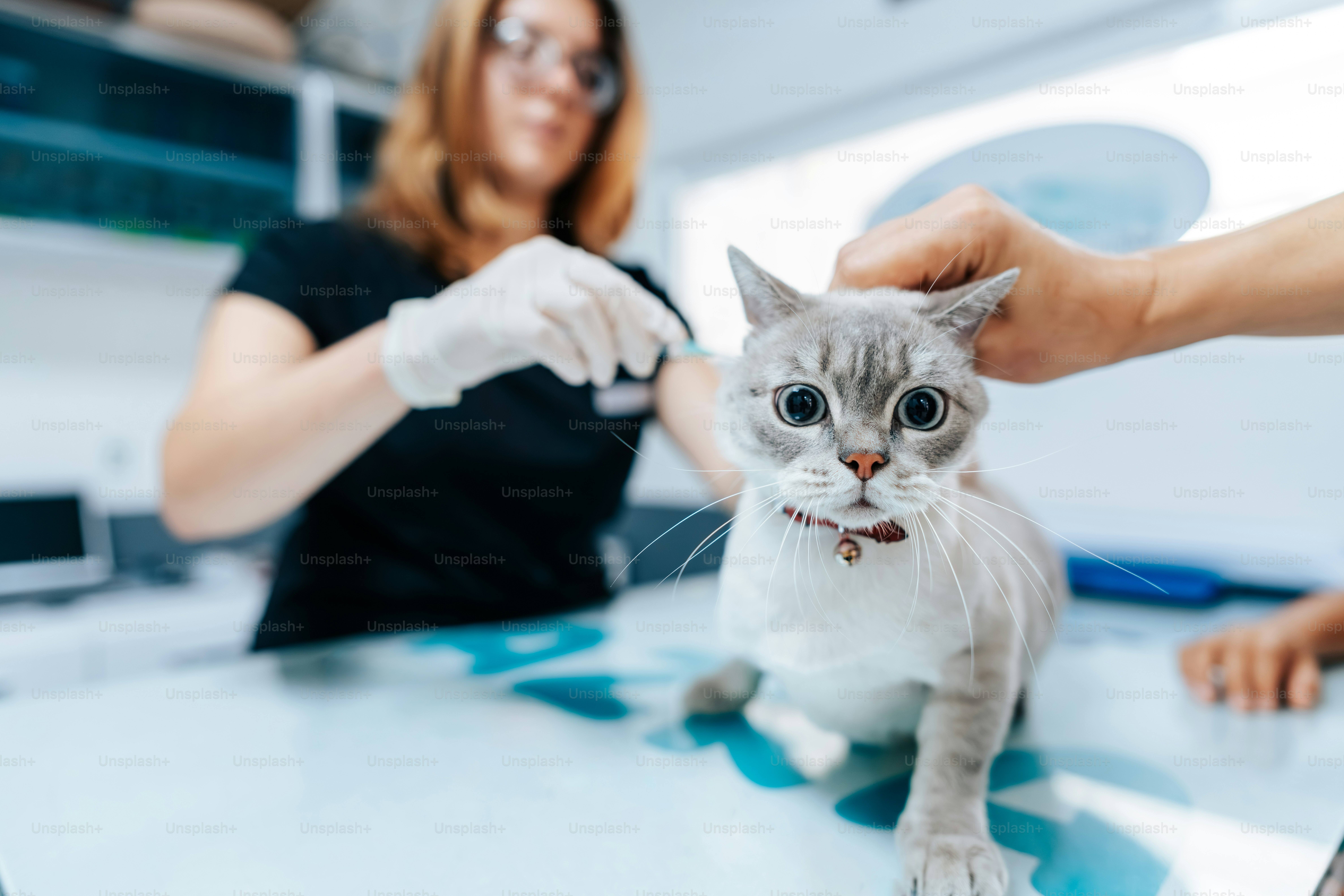A veterinarian in gloves giving a vaccination to a cat on a table