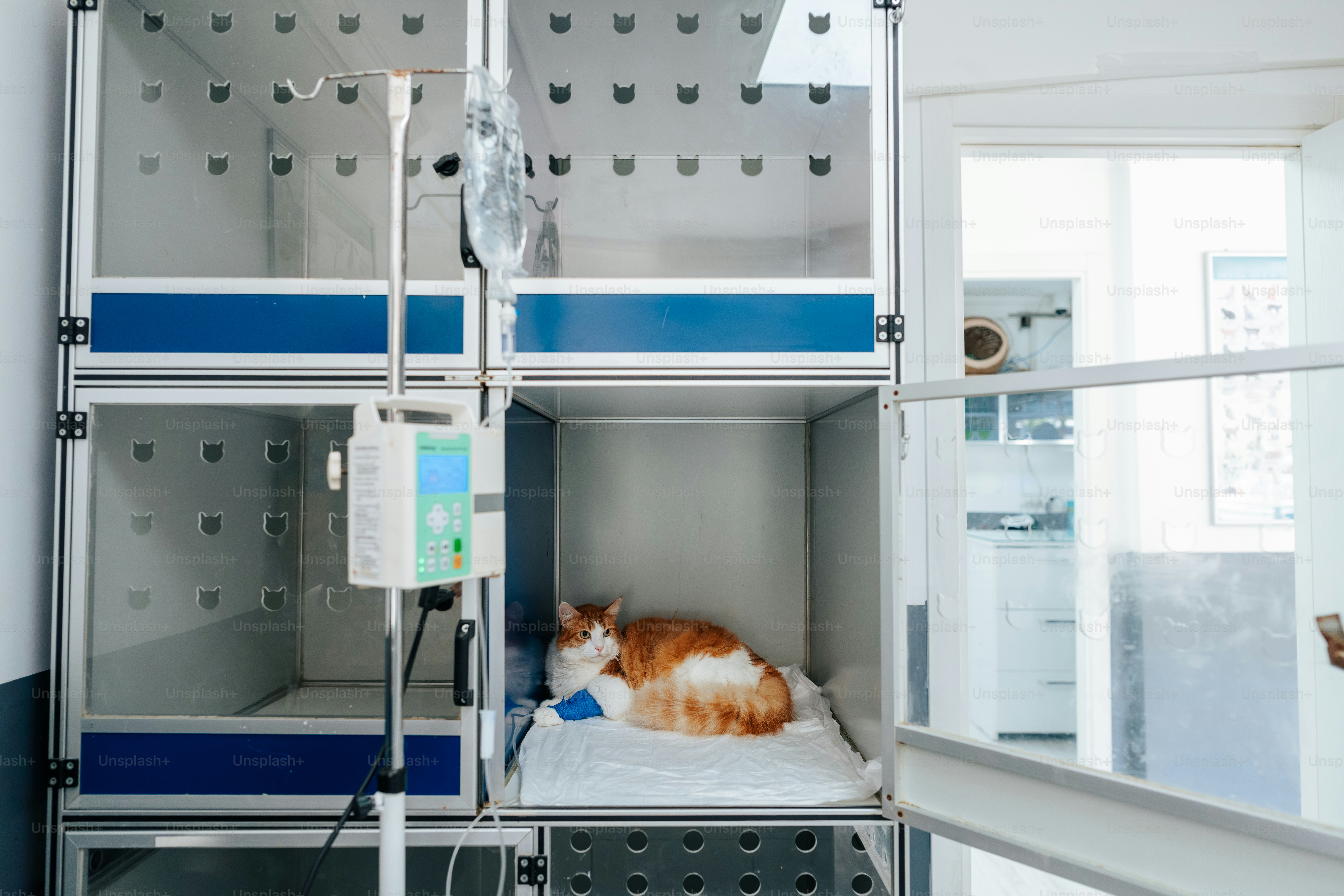An orange and white cat with a blue bandage in a veterinary kennel