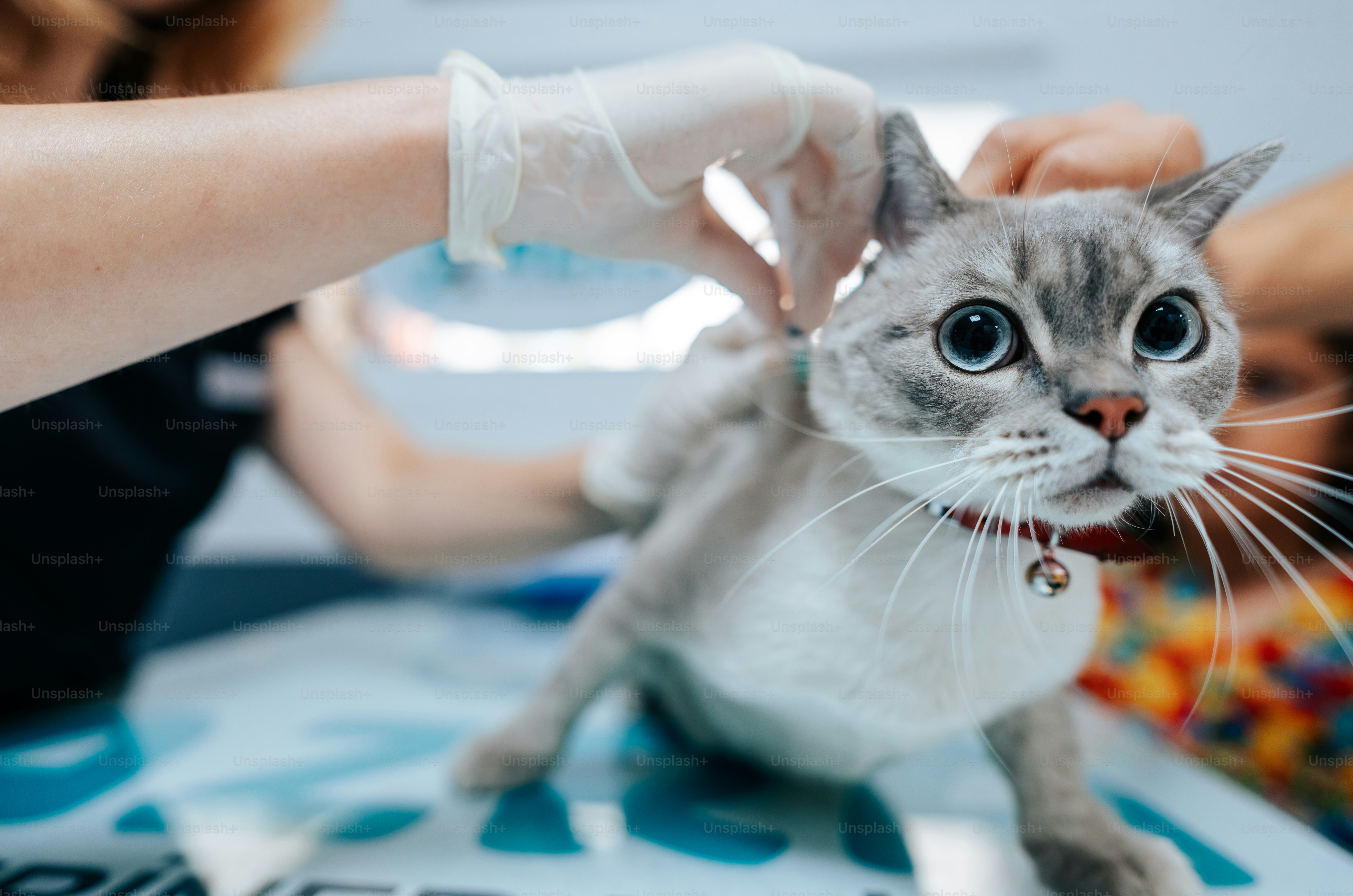 A veterinarian in gloves giving a vaccination to a grey cat in a clinic