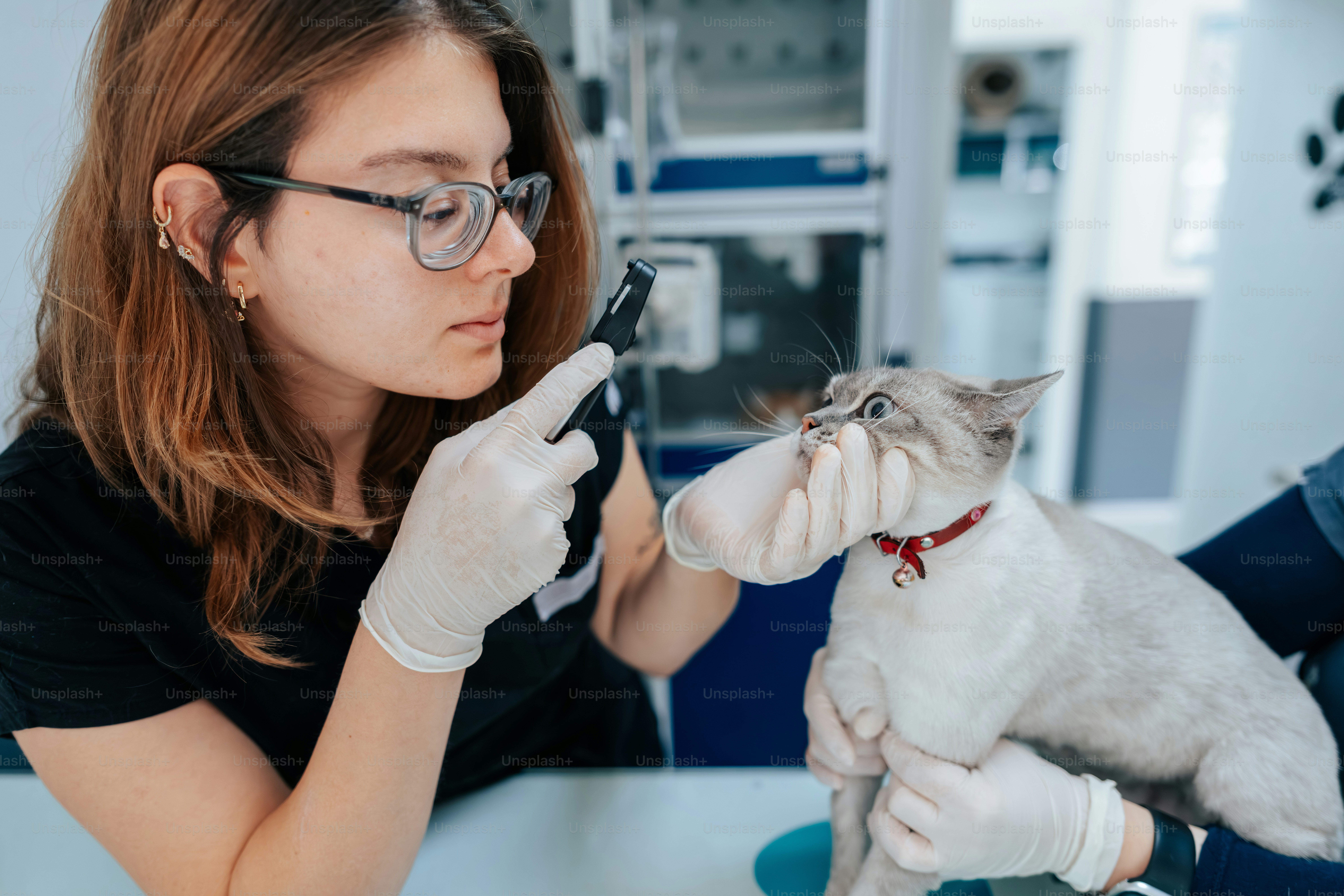 A veterinarian in gloves examining a cat with an otoscope in a clinic