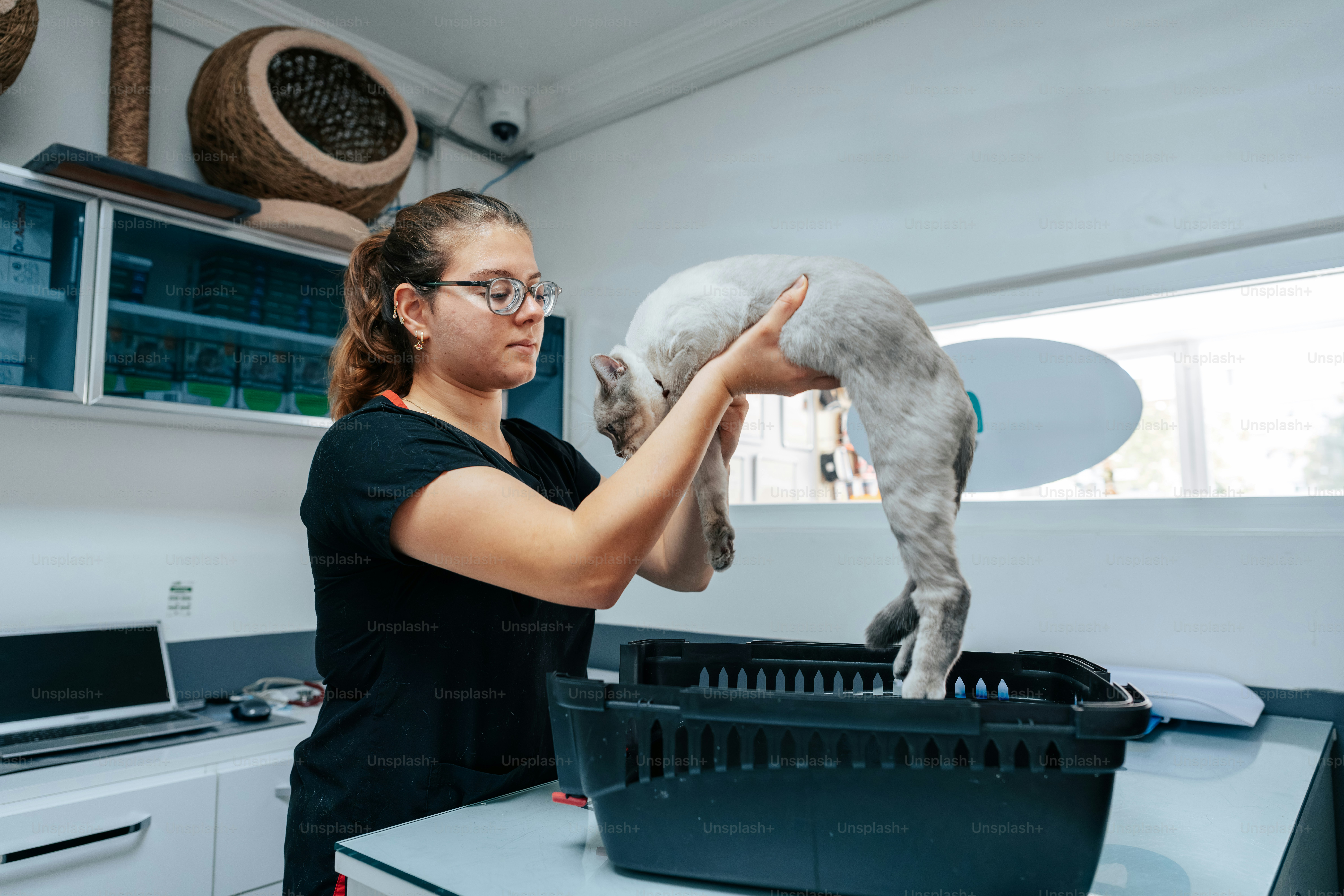 A woman in a black scrub top placing a grey cat into a carrier