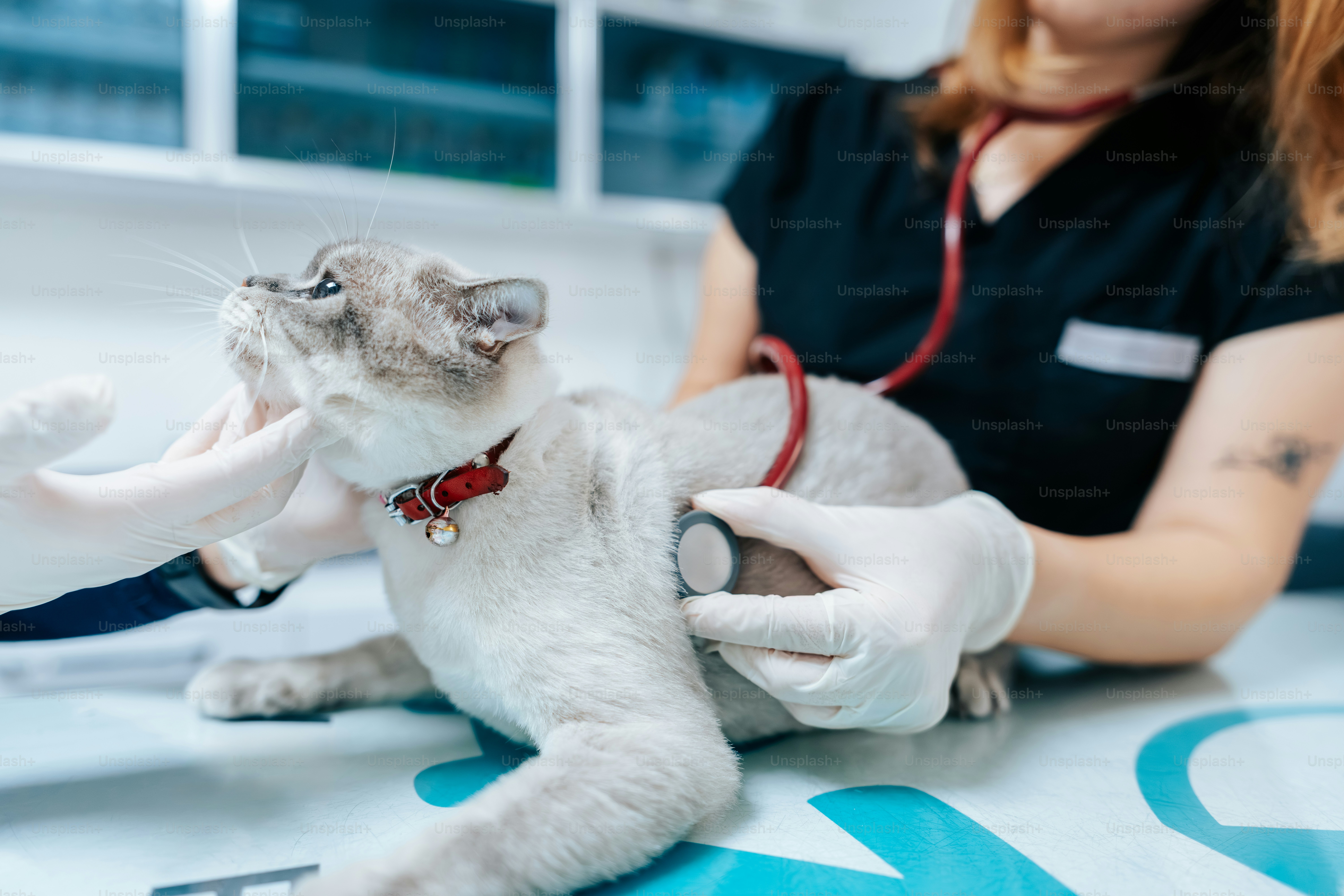 A veterinarian in gloves using a stethoscope on a cat in a clinic