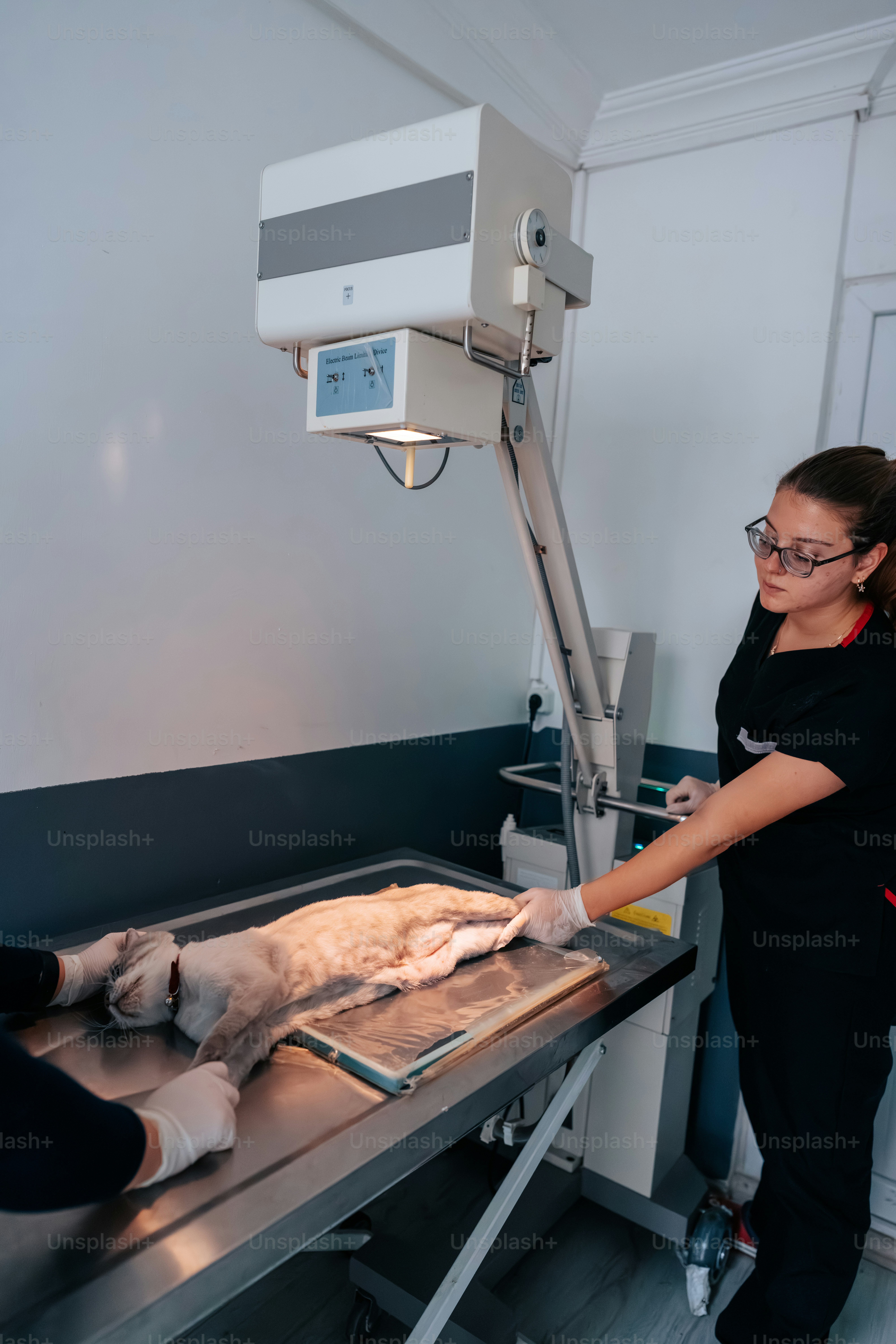 A veterinarian and assistant positioning a cat on an X-ray table in a clinic