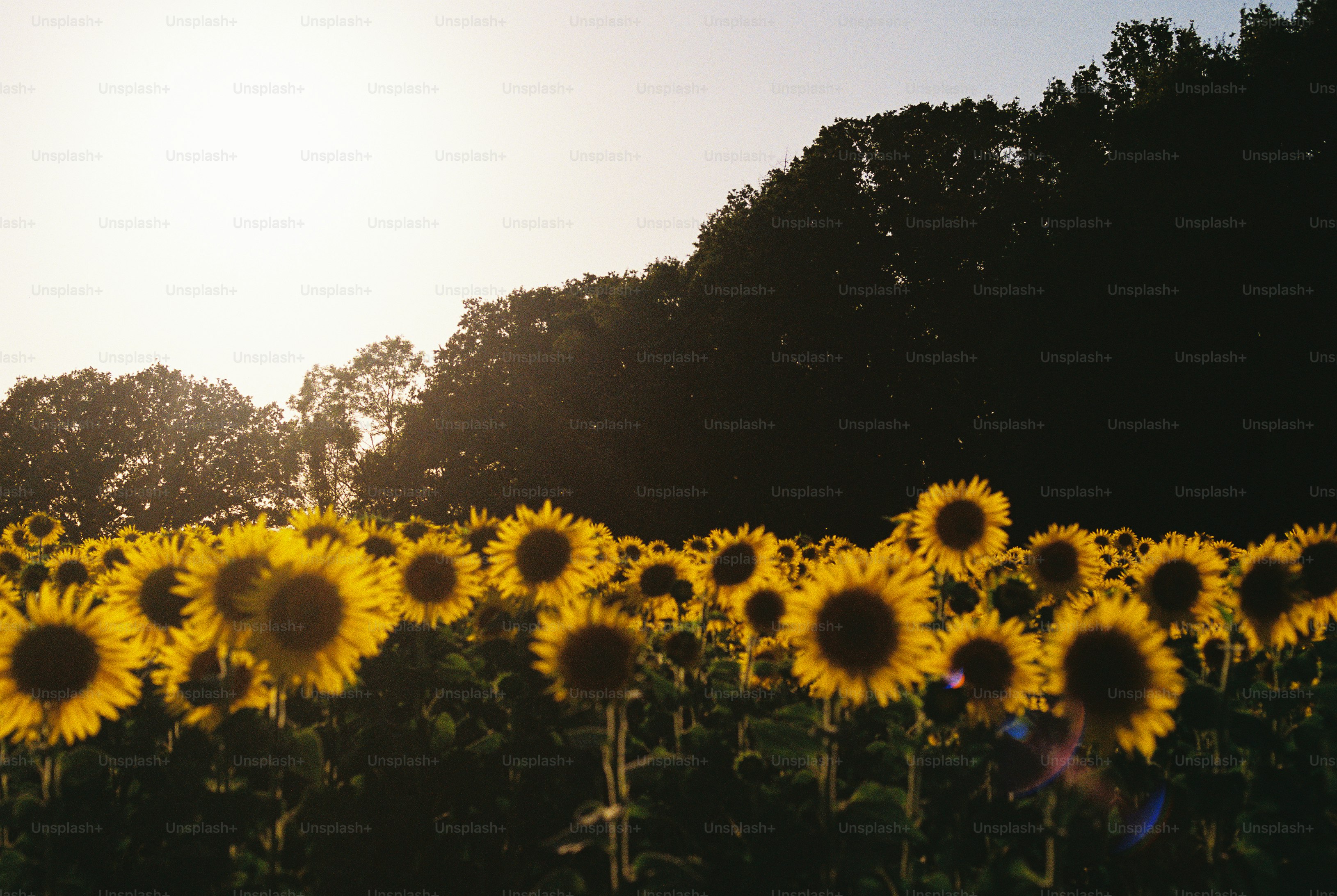 A field of sunflowers in bloom under a bright sky with dark trees