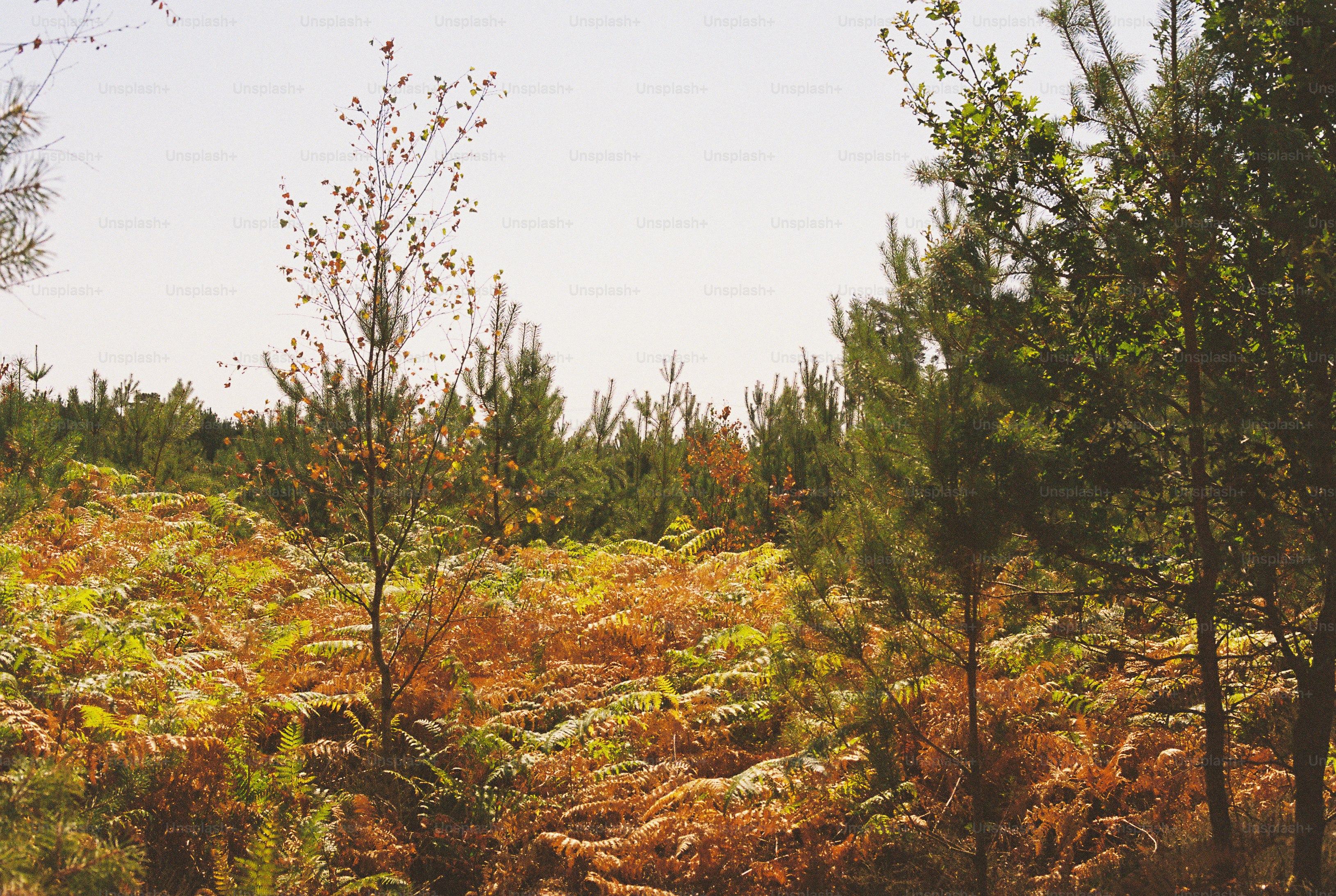 A forest clearing with golden ferns and young pine trees under a bright sky