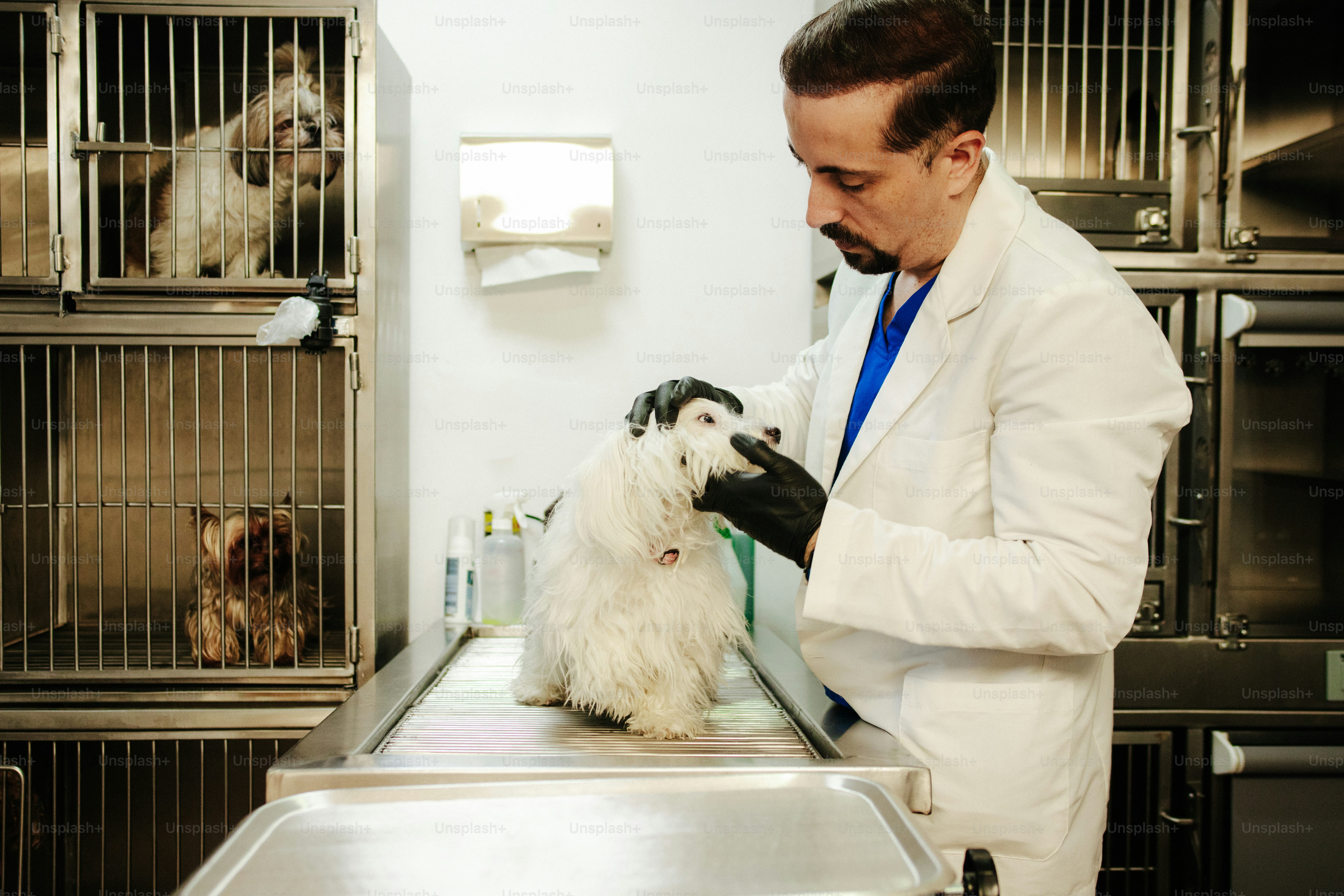 A veterinarian in a white coat examining a small white dog in a clinic