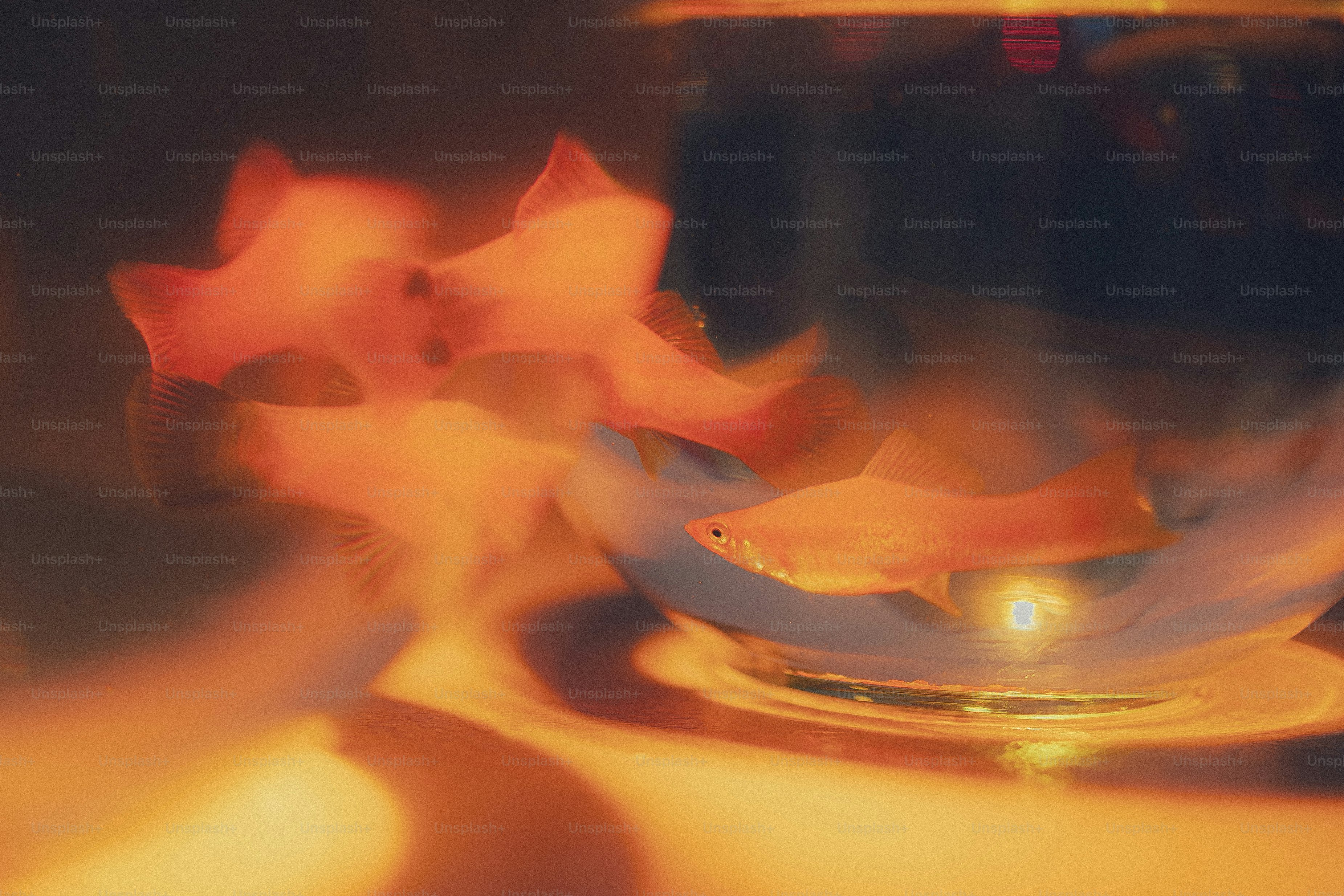Orange fish swimming in a glass bowl with motion blur in warm light