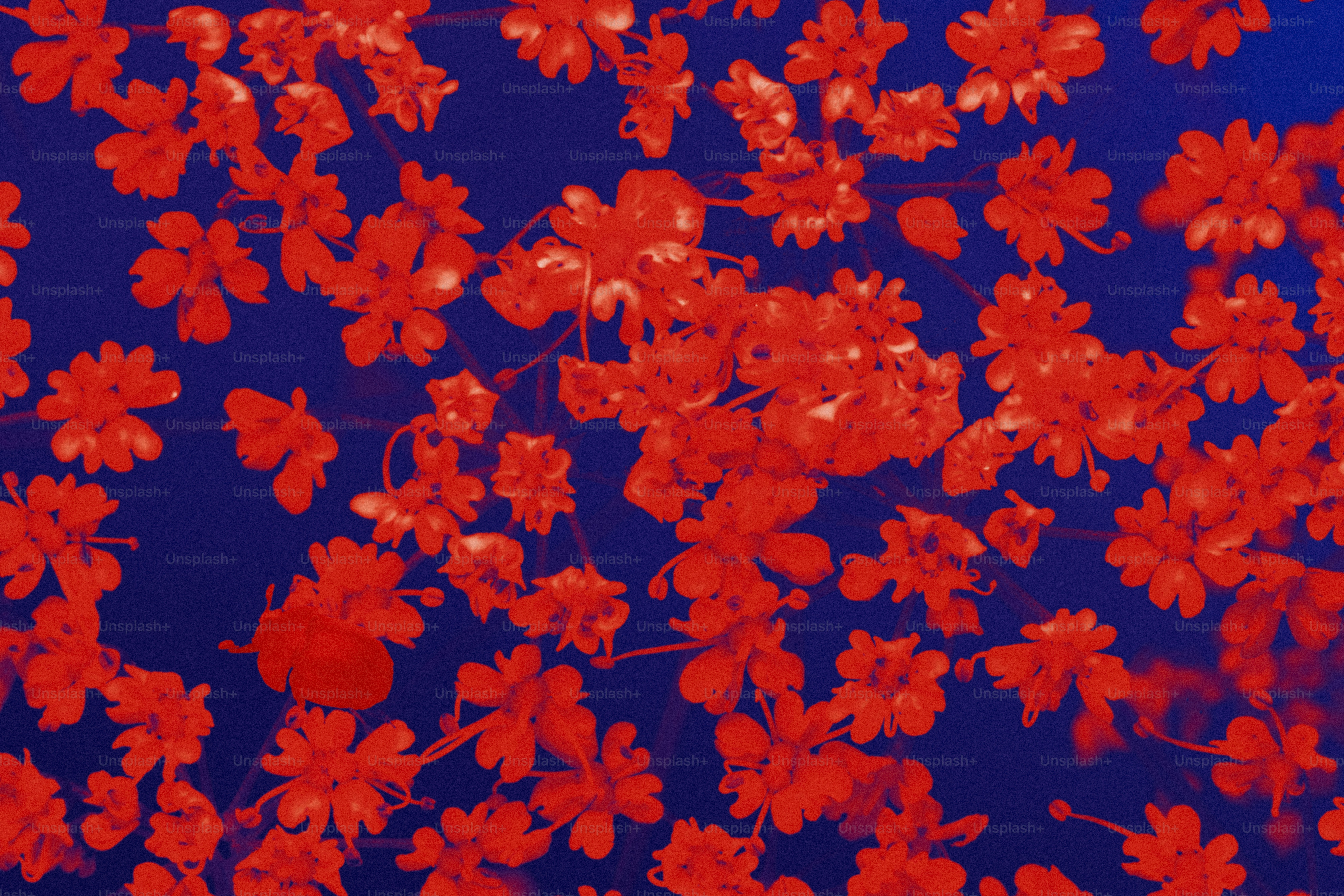 Pequenas flores vermelhas espalhadas sobre um fundo azul profundo