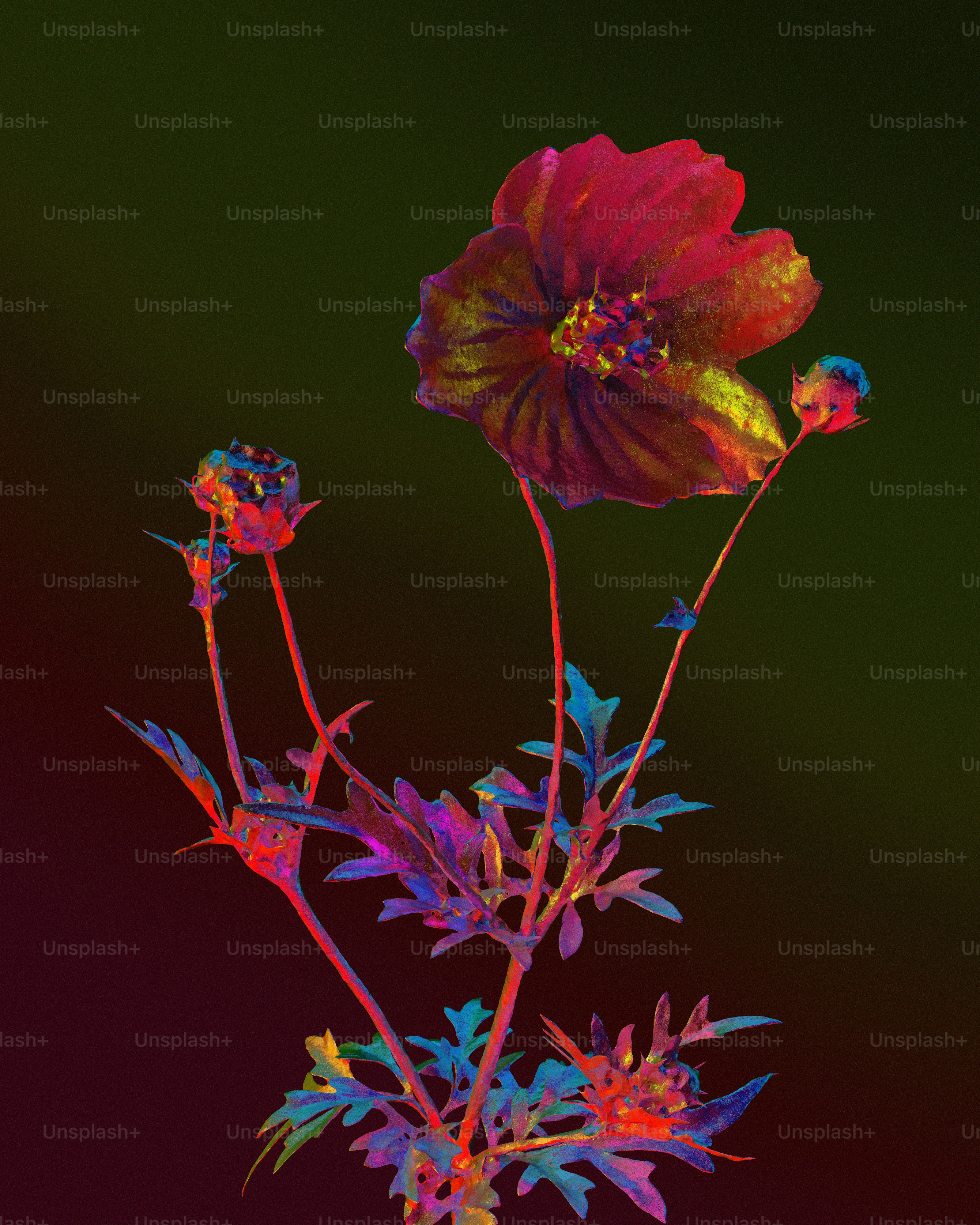 Eine einzelne Blume mit irisierenden roten und blauen Blütenblättern vor dunklem Hintergrund