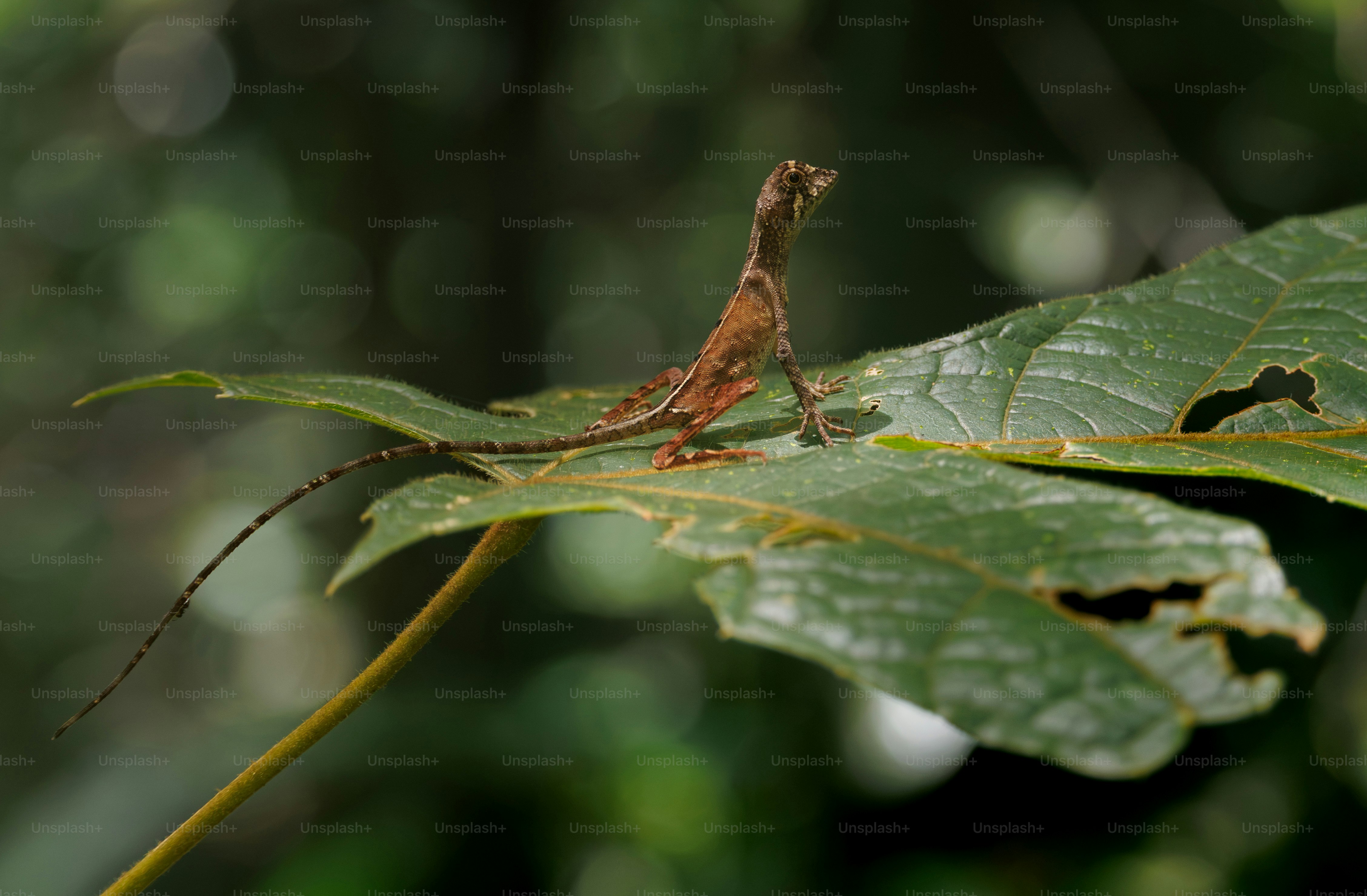 A brown flying lizard perched on a large green leaf in a forest
