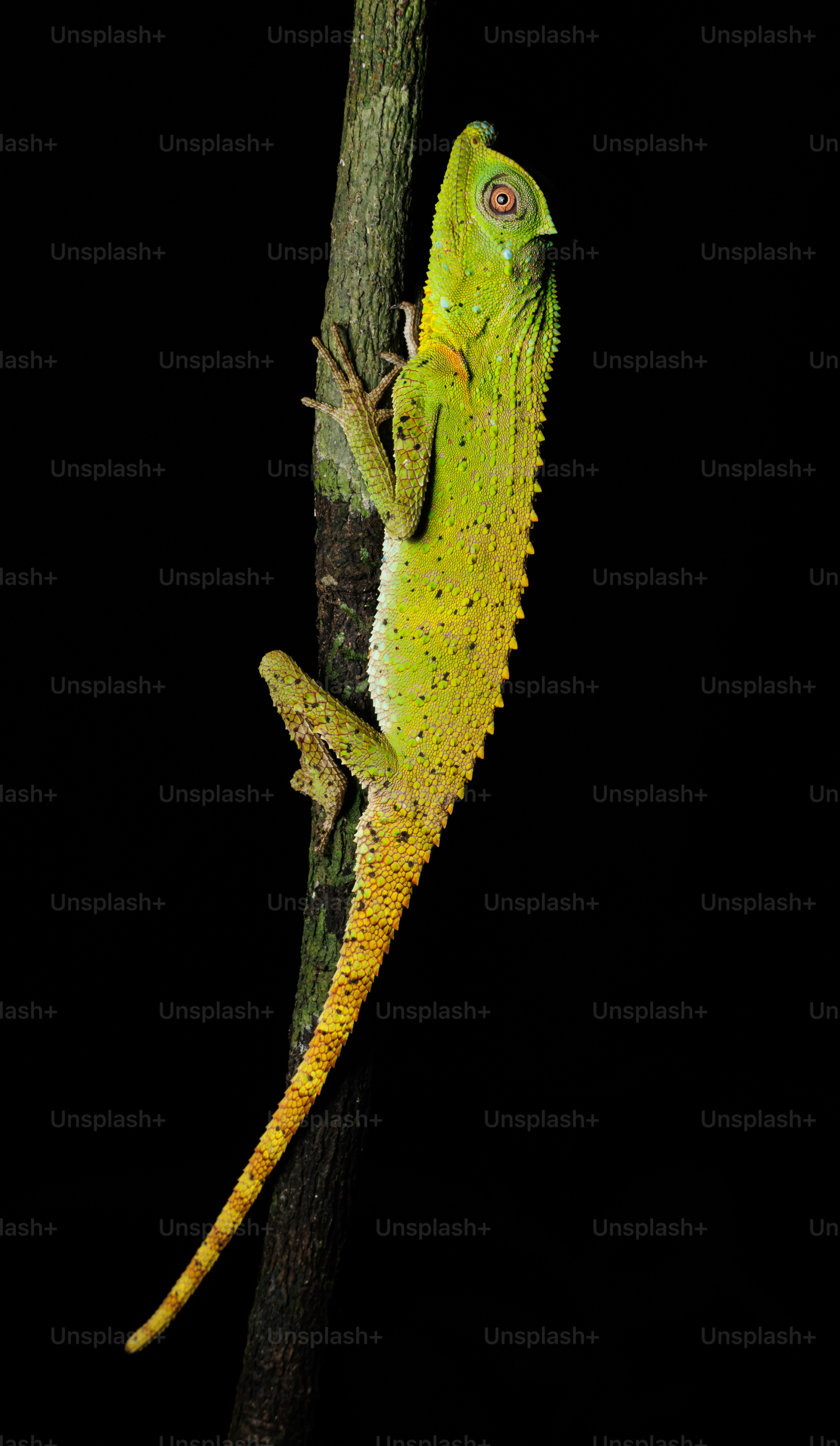 A bright green lizard with a yellow tail climbing a thin tree branch