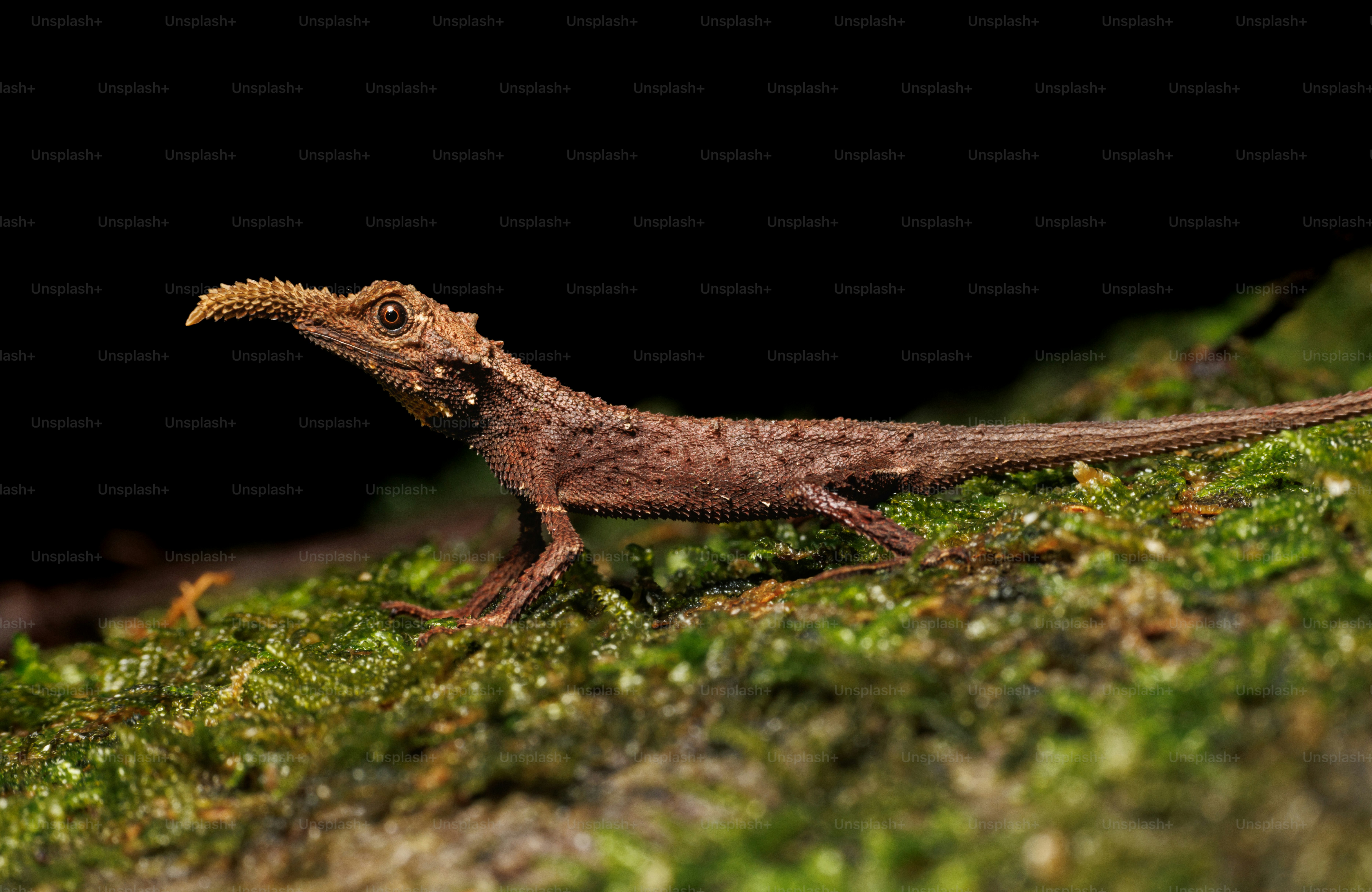 A brown lizard with a horn on its snout on mossy bark