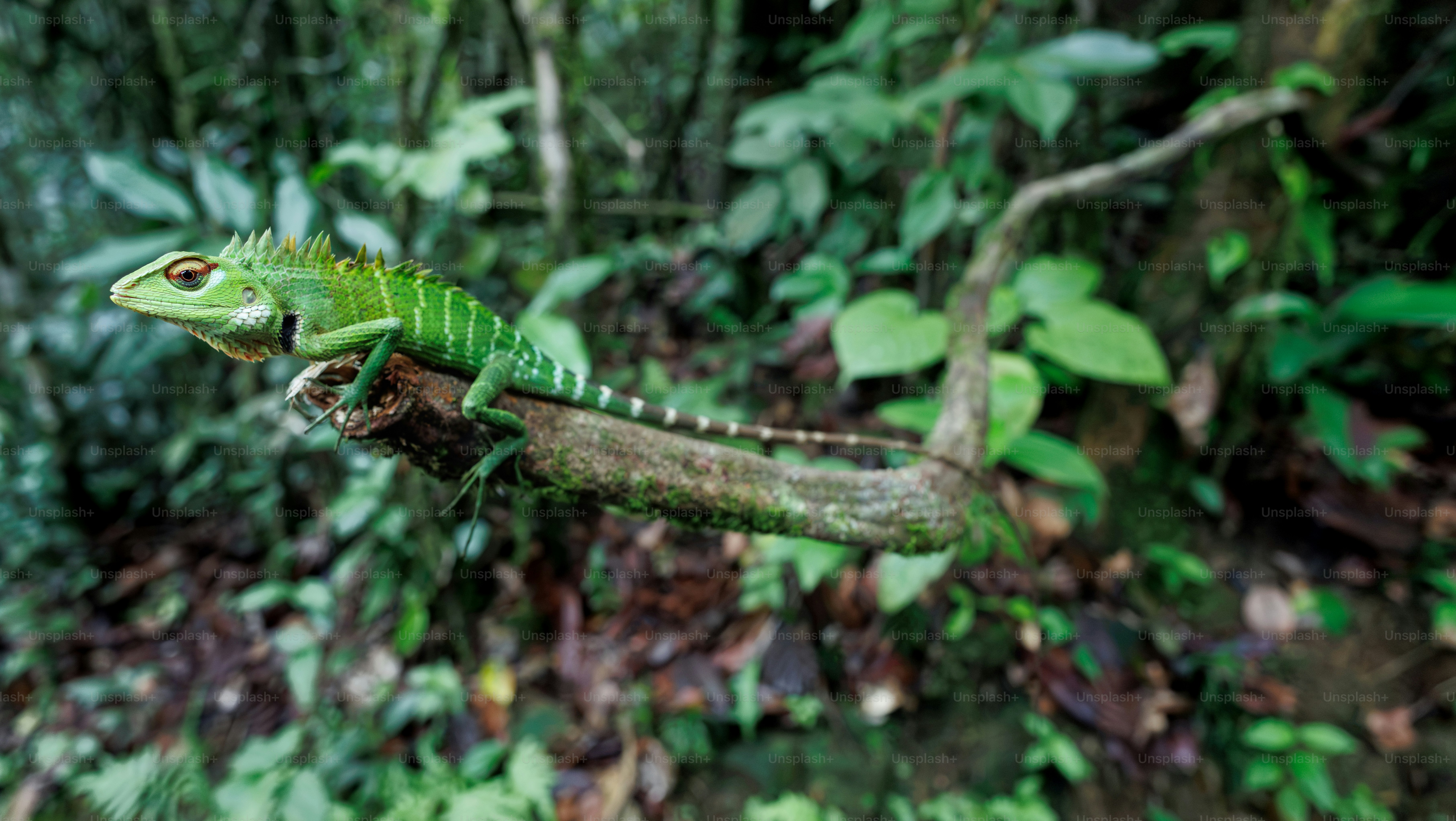 A bright green lizard with a spiky crest on a mossy tree branch