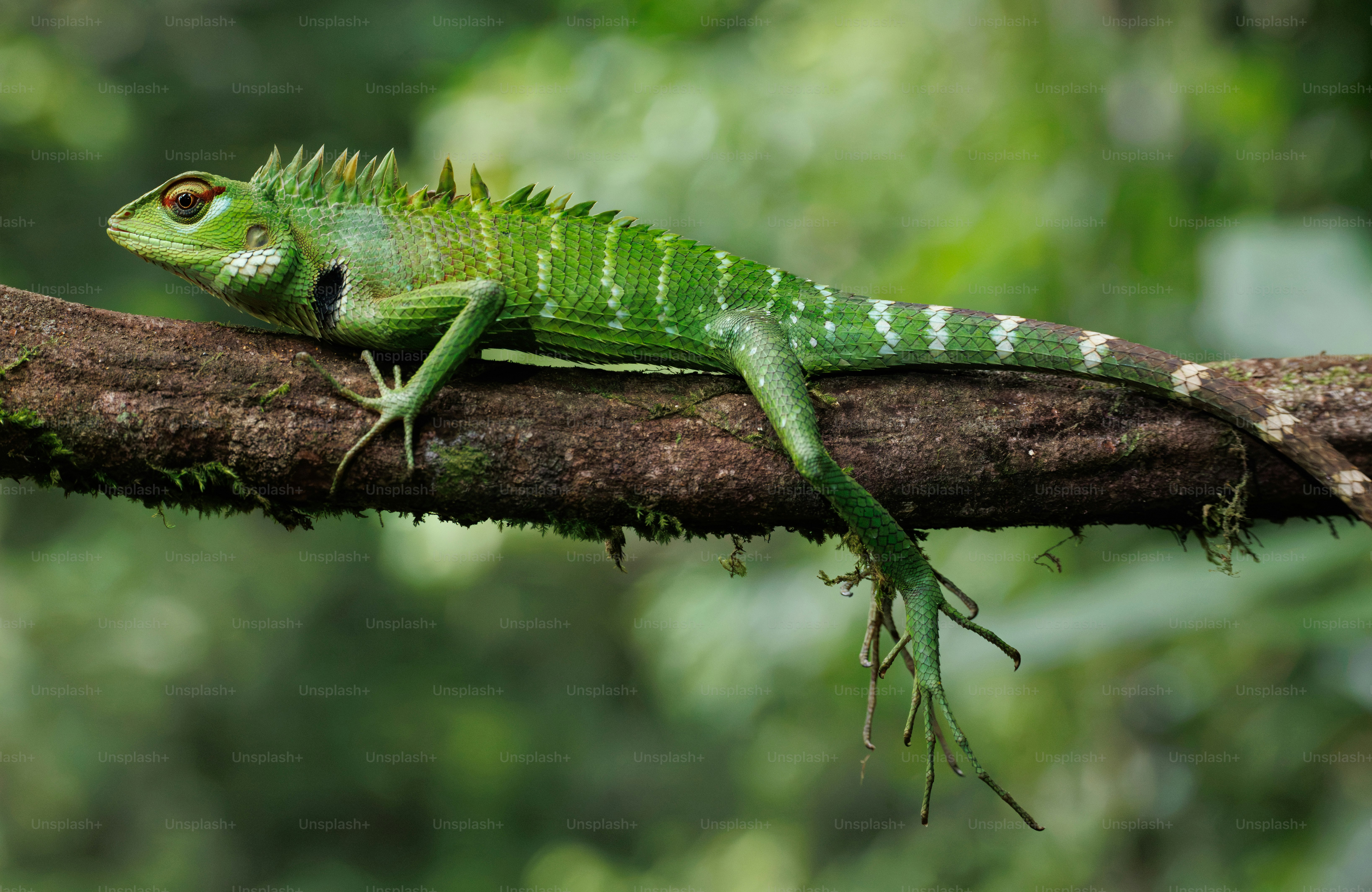 A green lizard with a spiny crest resting on a mossy tree branch