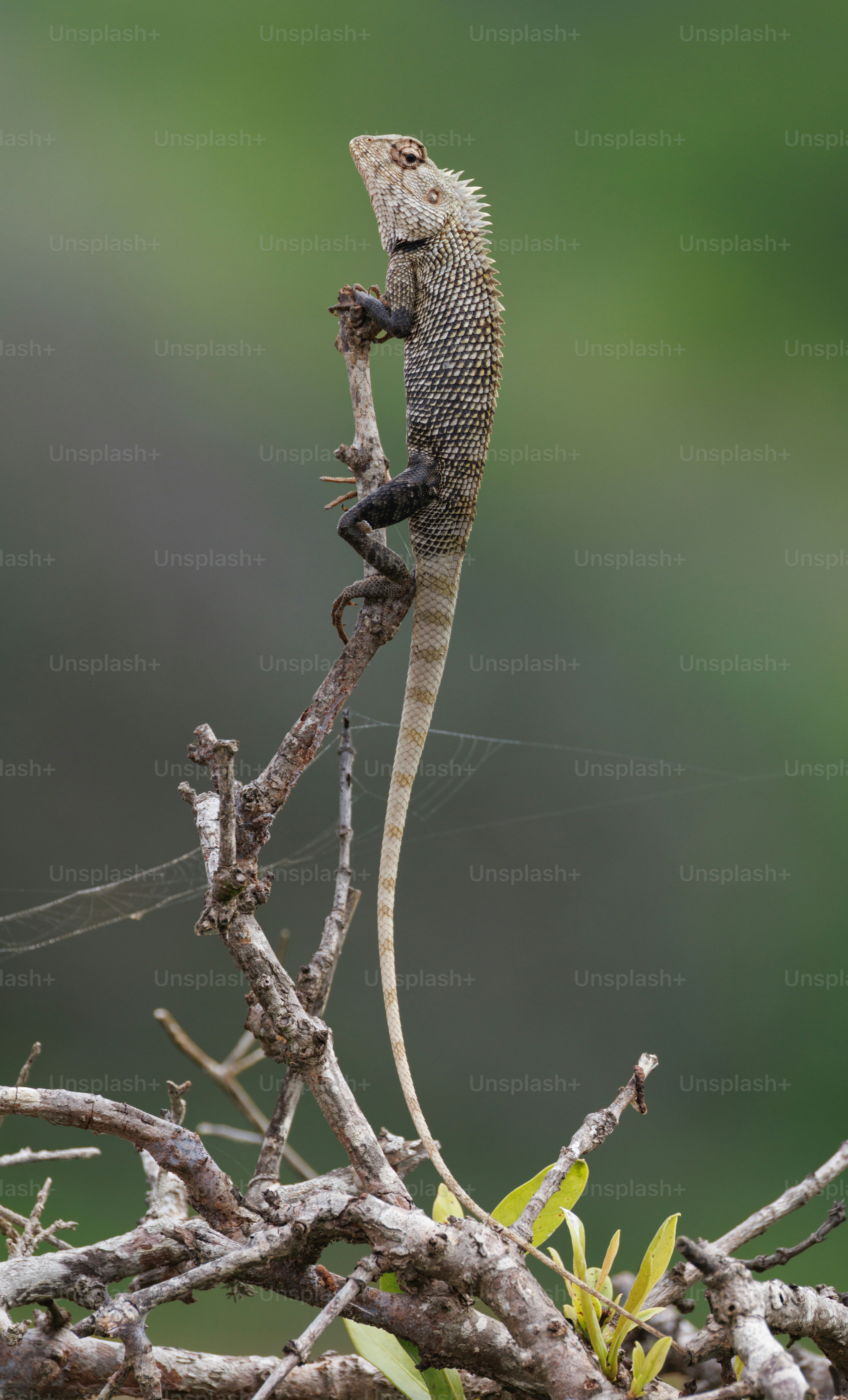 An oriental garden lizard climbing a thin dry branch against a blurred green background