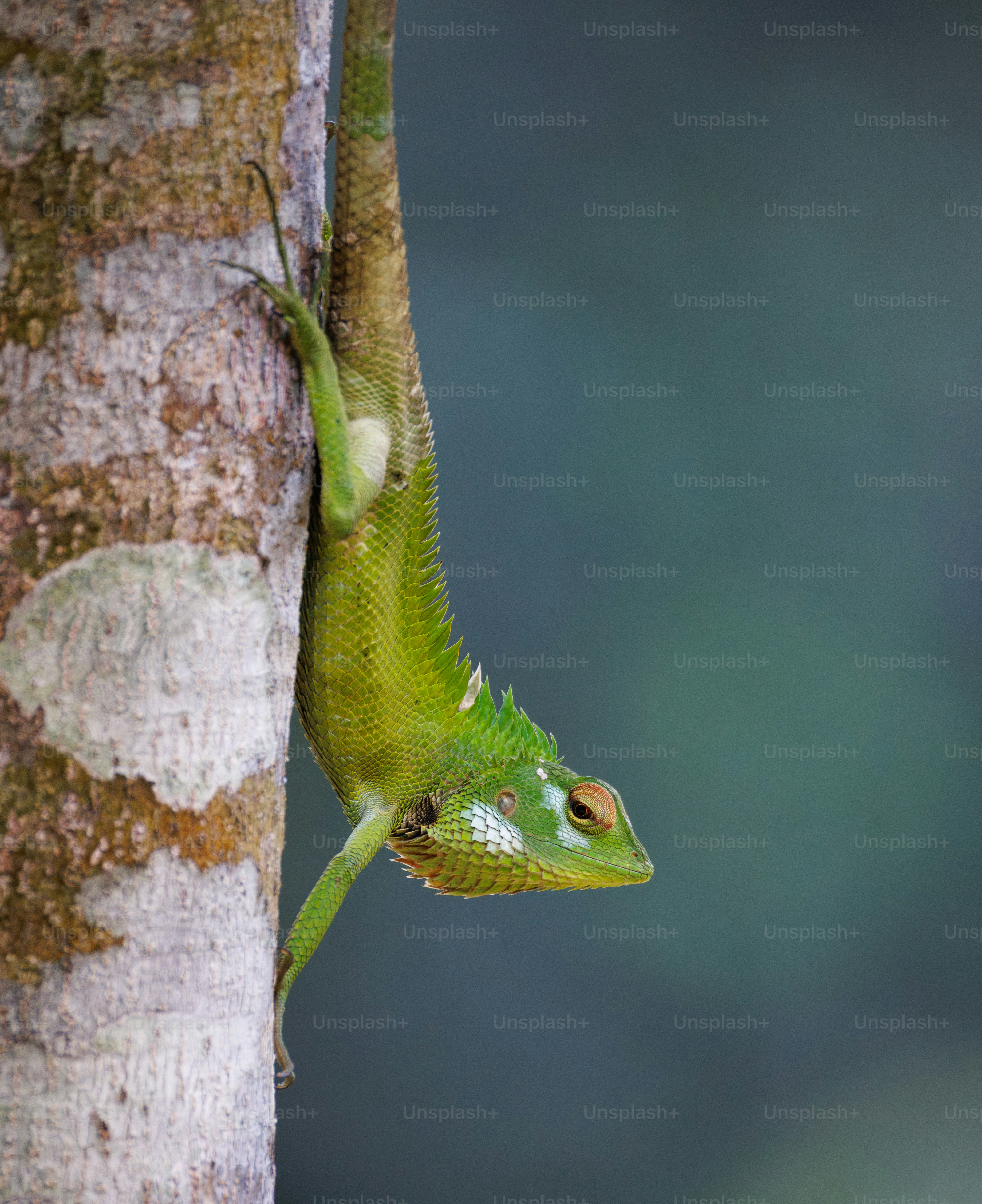 A green lizard clinging head down to the textured bark of a tree