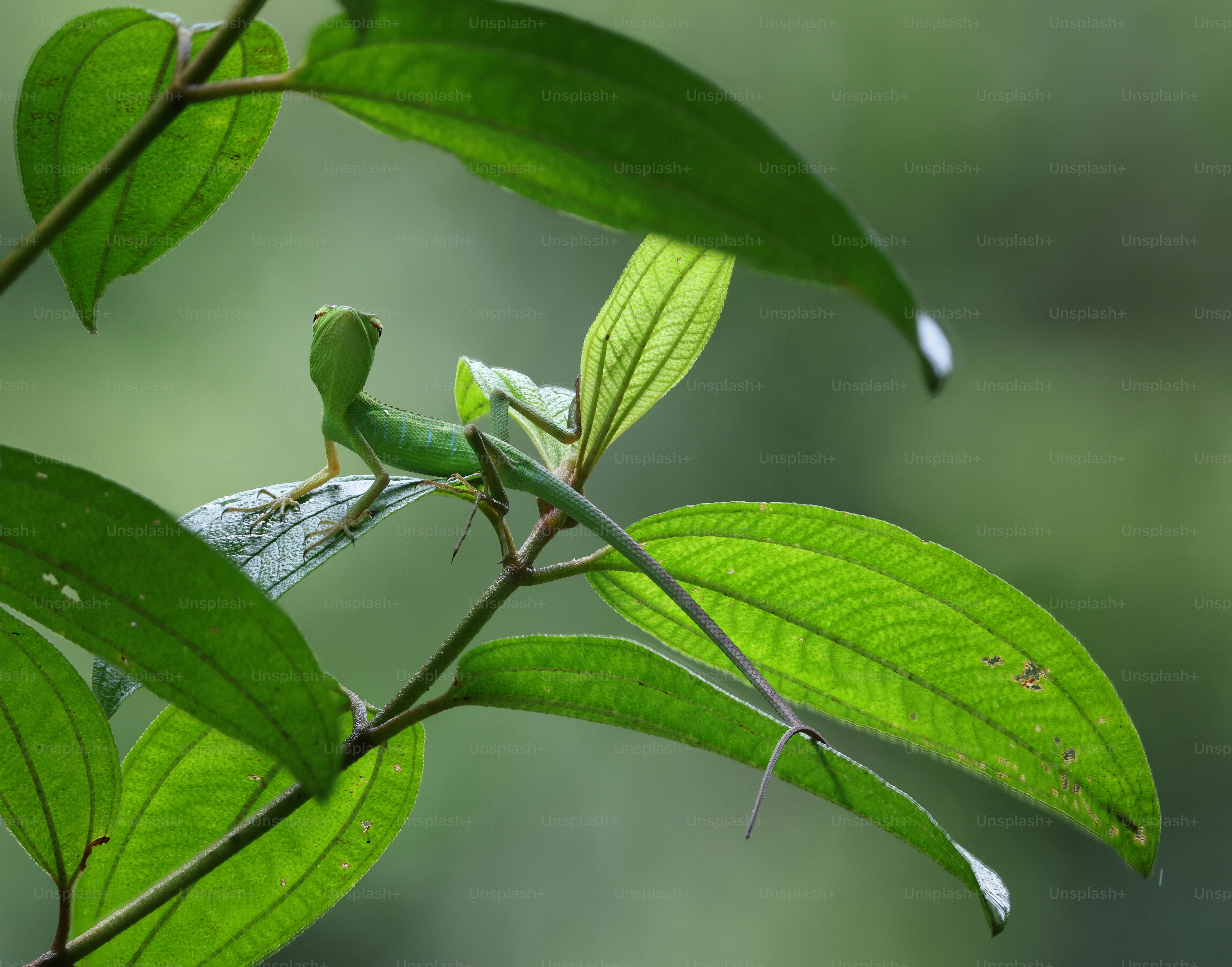 A small green lizard perched on a large leaf in a forest