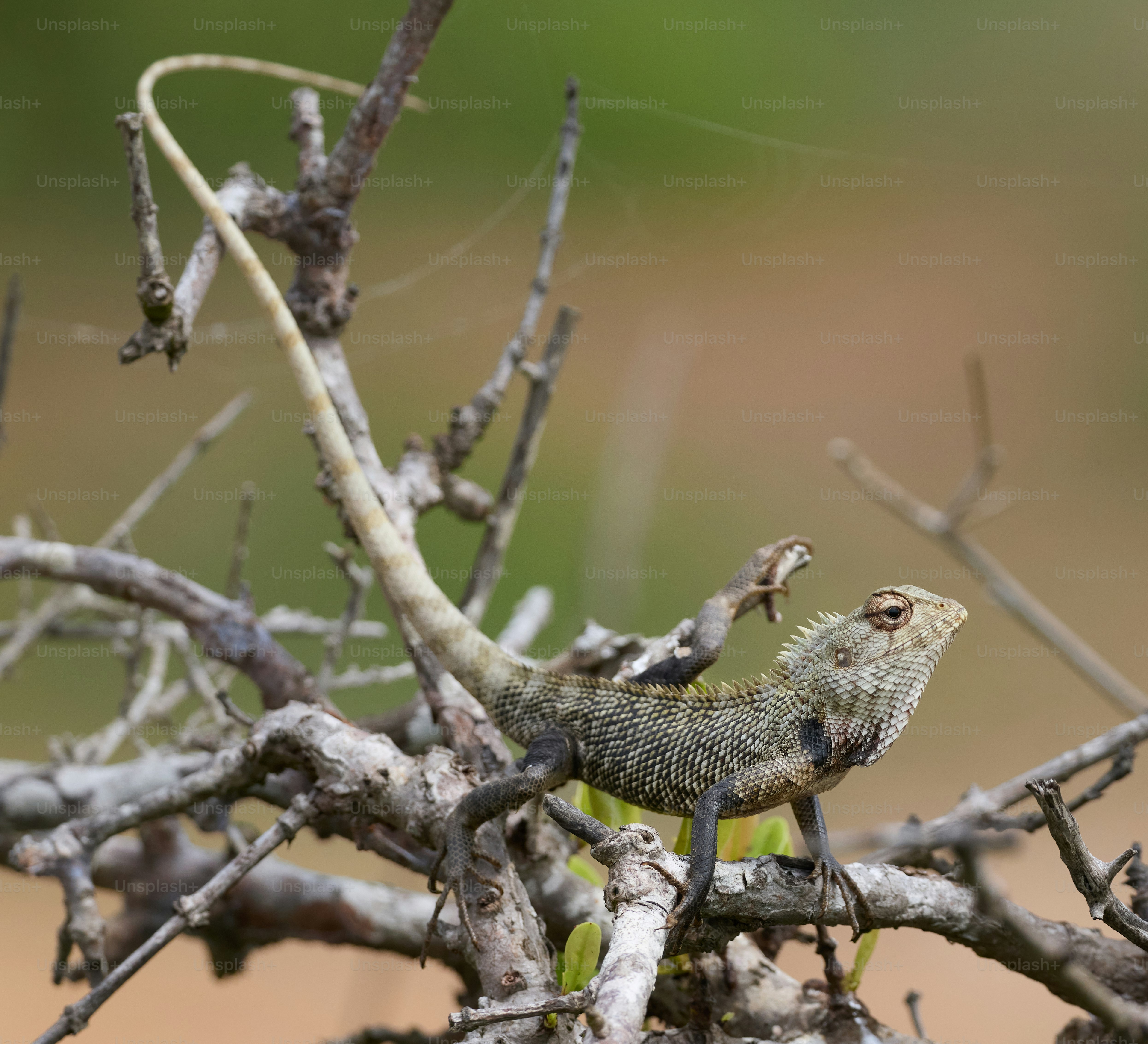 An oriental garden lizard perched on a dry, leafless branch