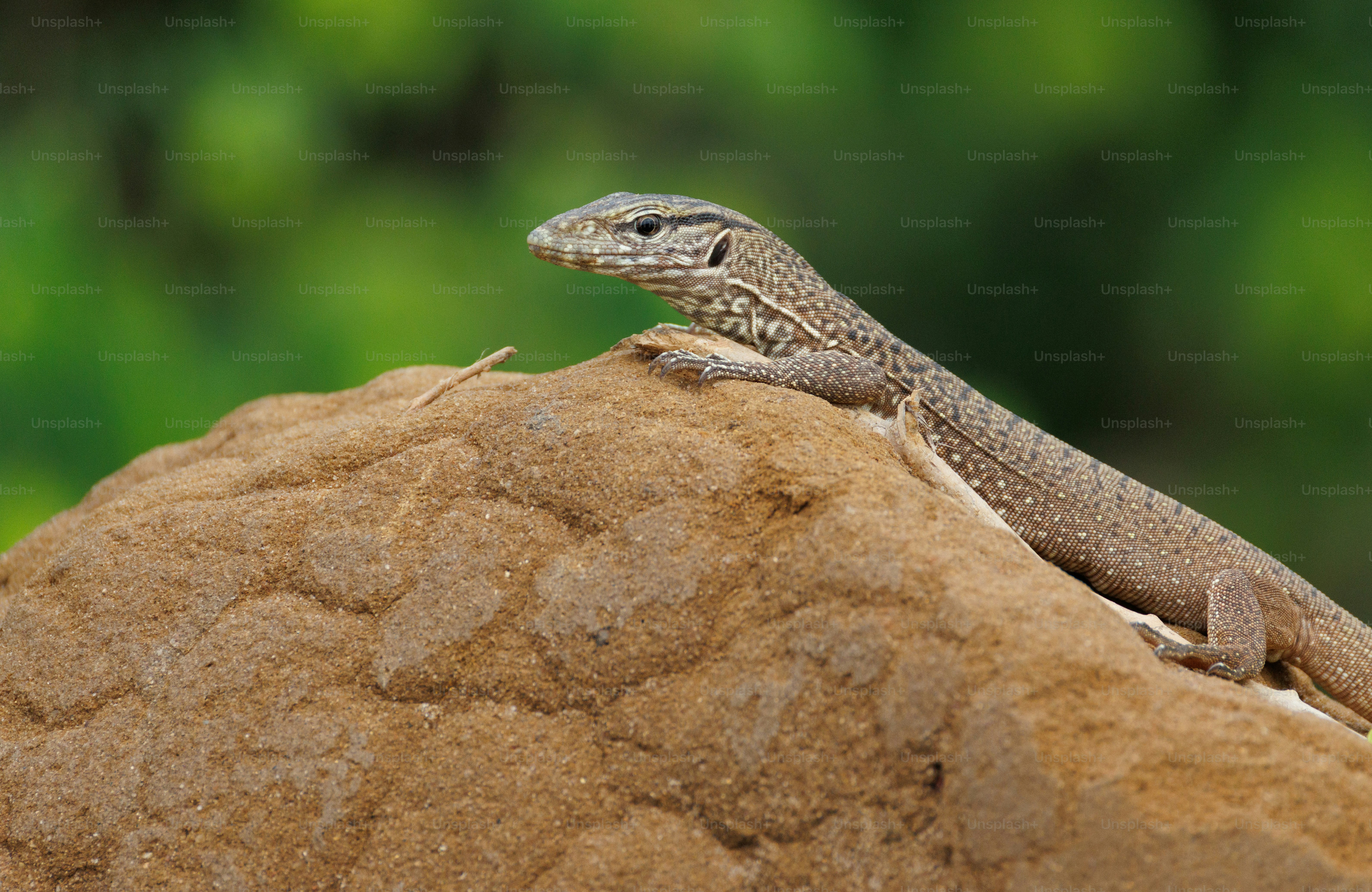 A monitor lizard resting on a large brown rock against a green background