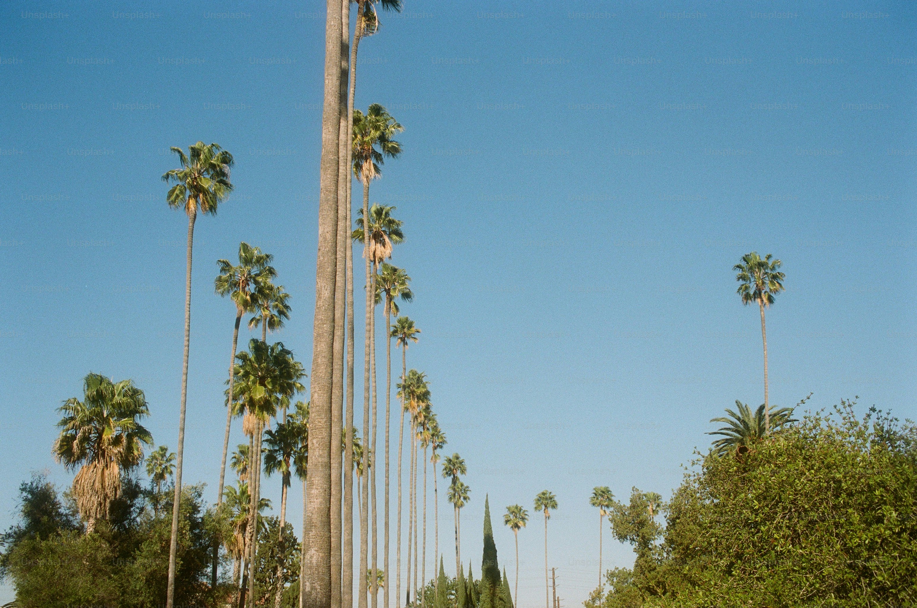A row of tall fan palm trees against a clear blue sky in Los Angeles