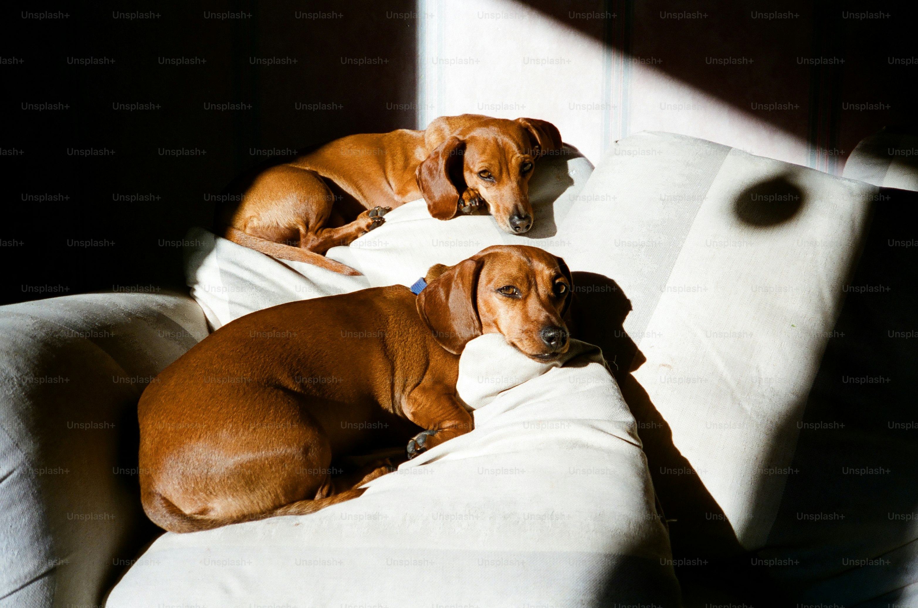 Two brown dachshunds resting on a white couch in bright light and shadows