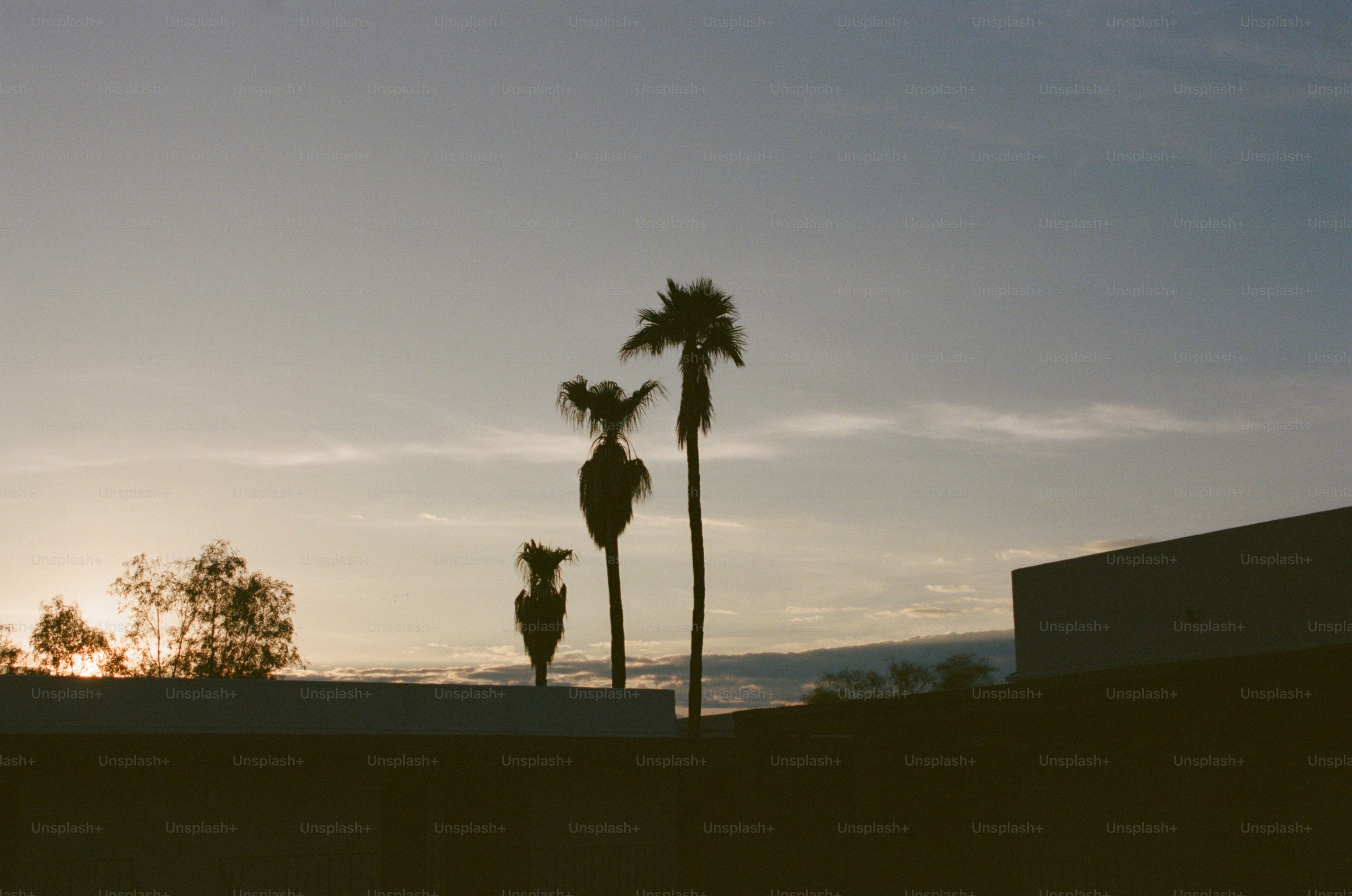 Three palm trees in silhouette against a soft blue and golden sky in Los Angeles