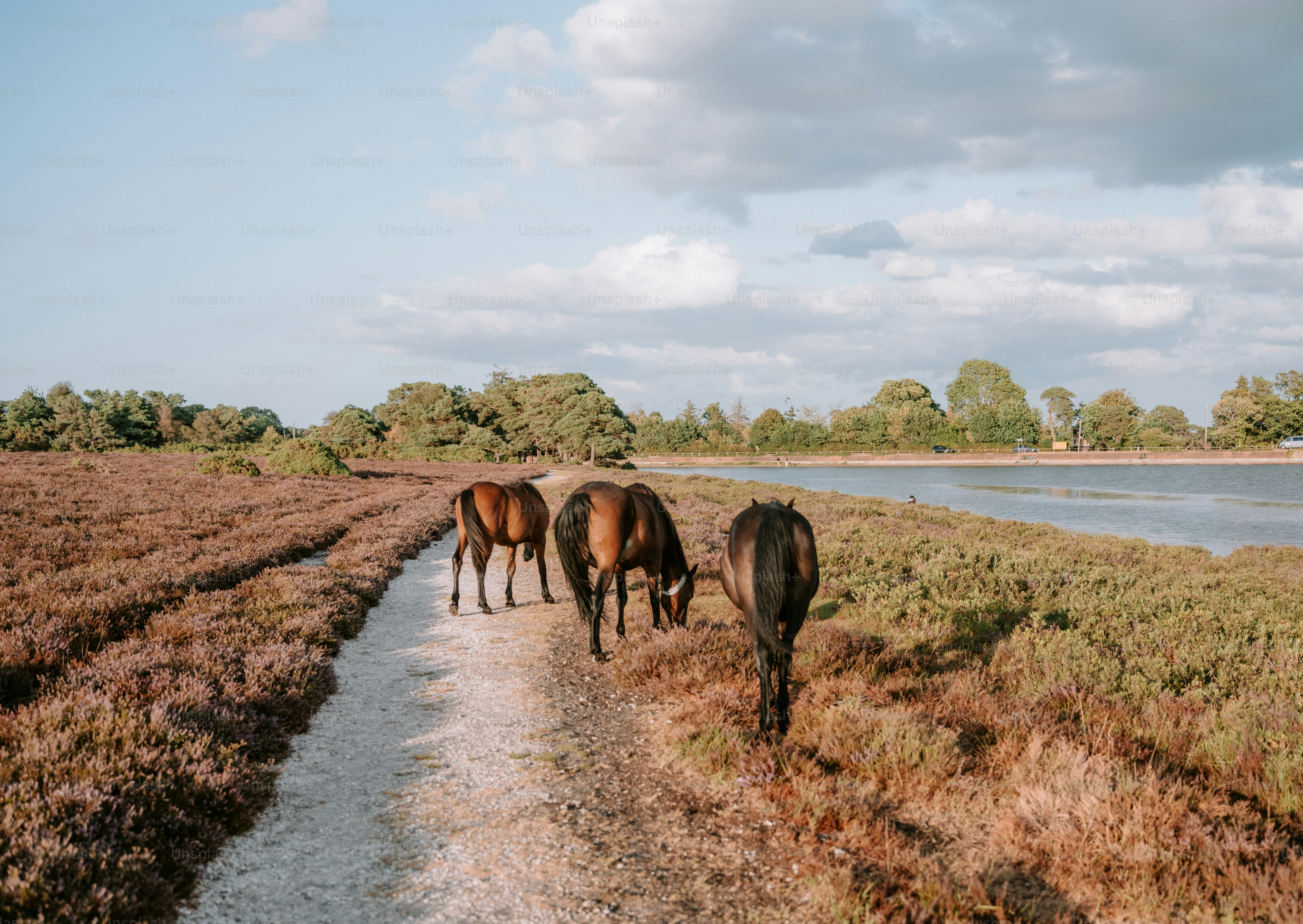 Three brown horses grazing on a path through a field of purple heather