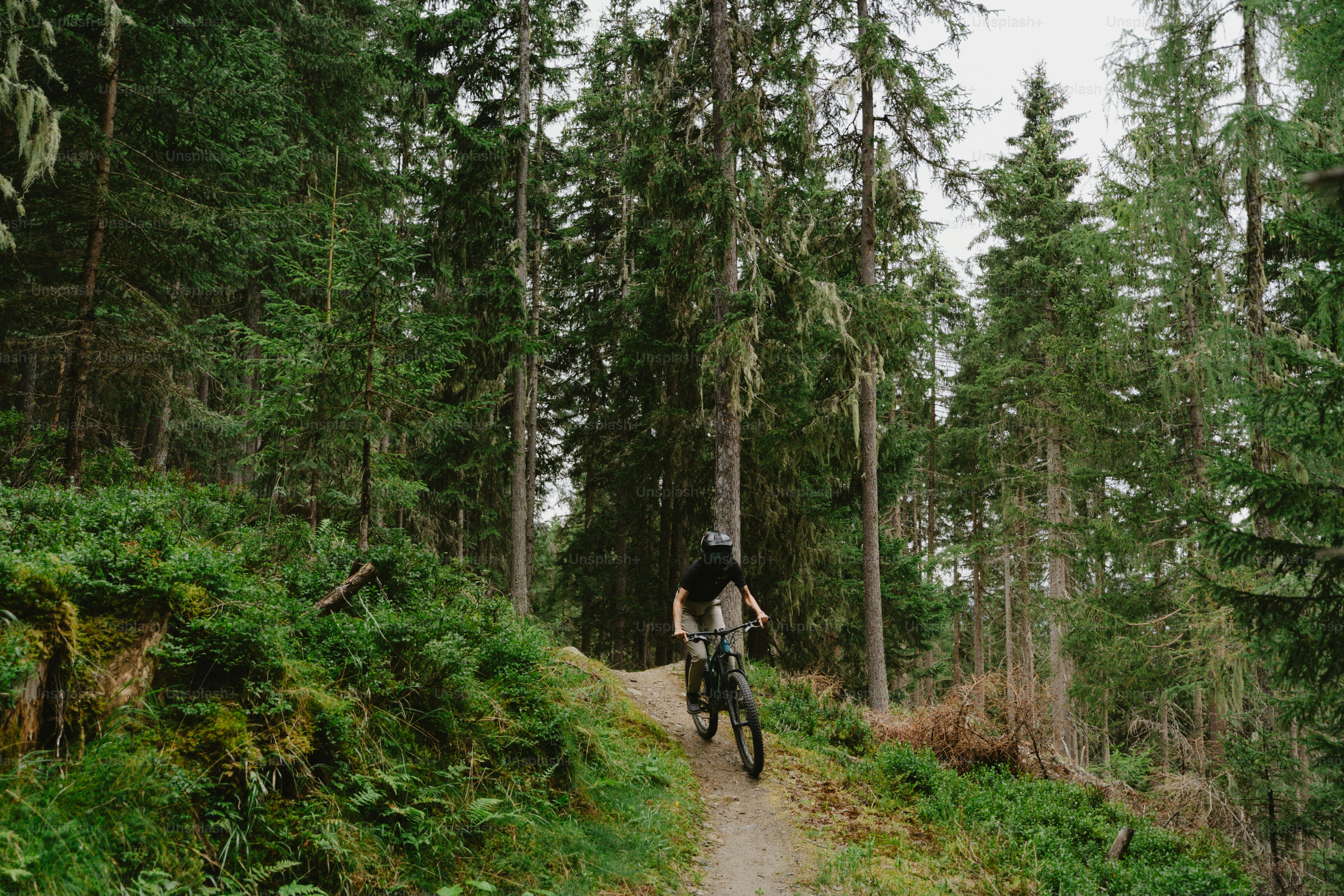 A person cycling a mountain bike on a narrow dirt trail through pine trees
