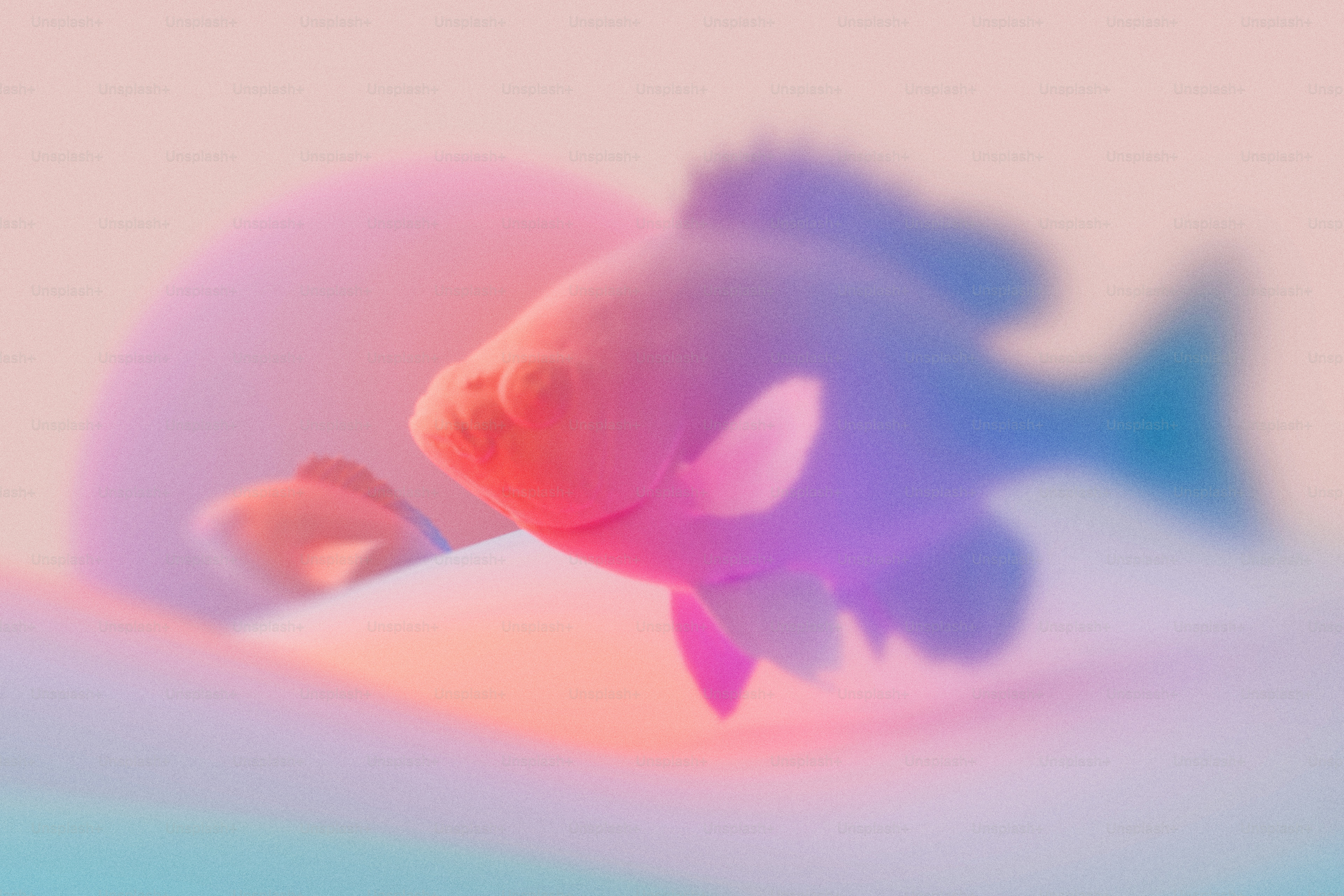 Two fish silhouettes in soft pink and blue gradient light